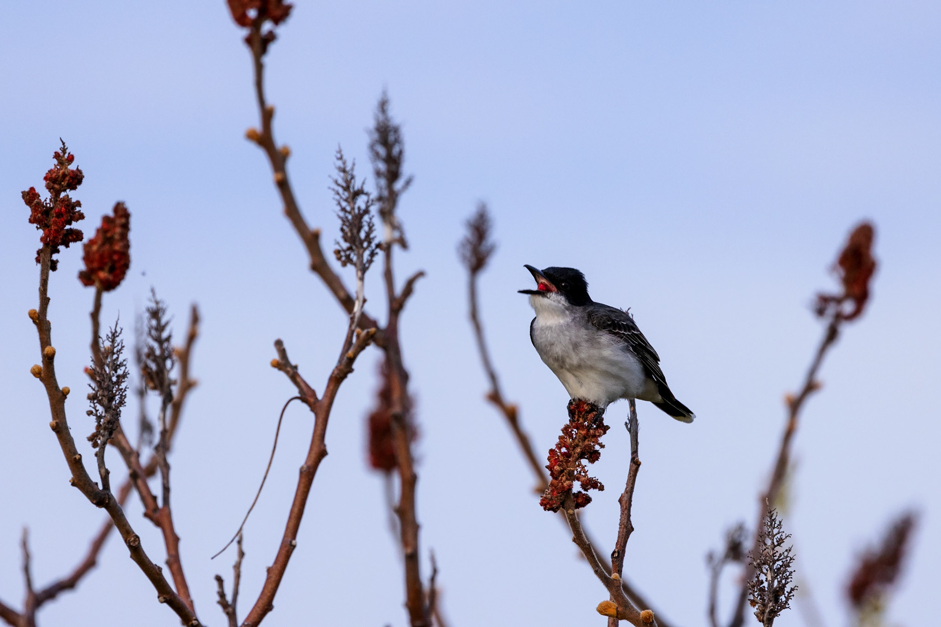 Eastern Kingbird