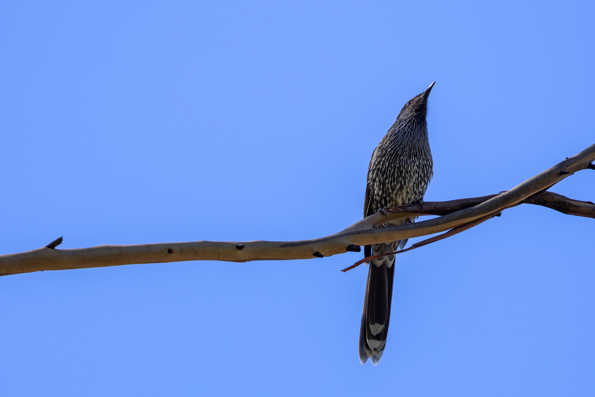 Little Wattlebird