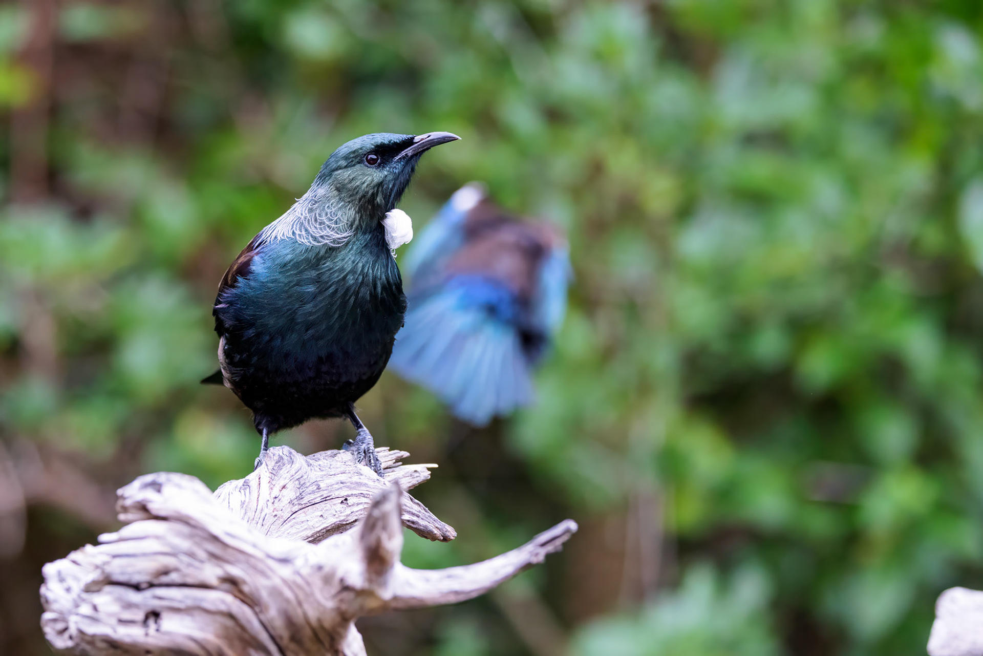 Tui