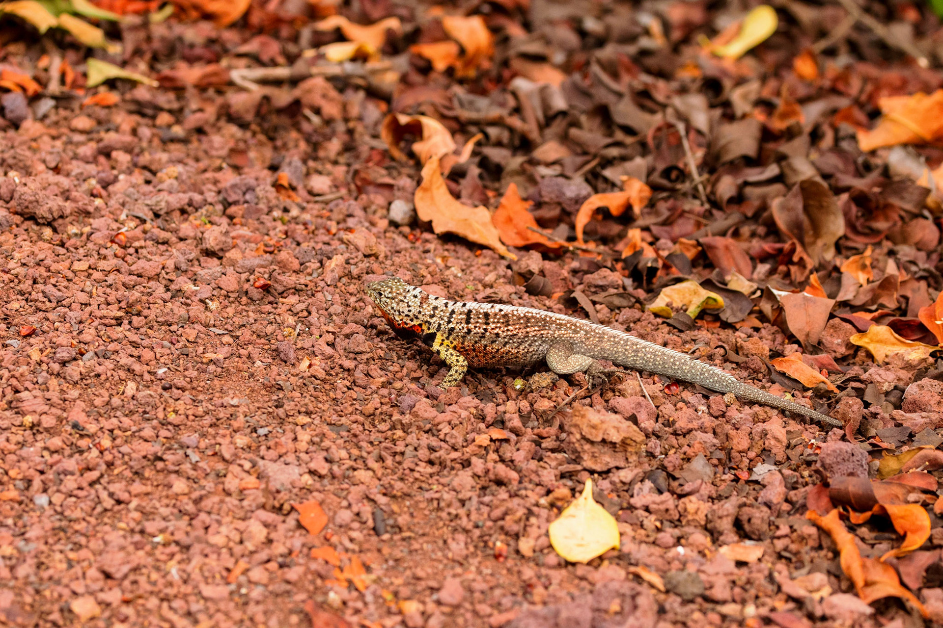 Lava Lizard (M)