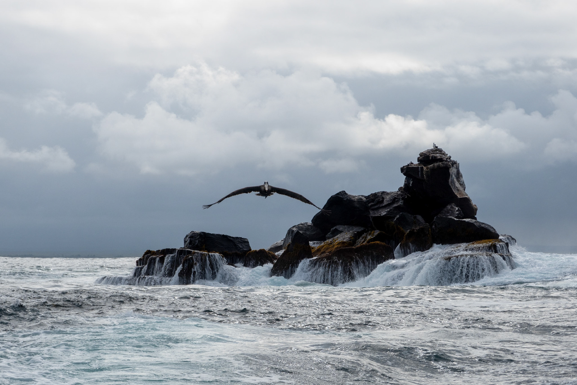 Brown Pelican