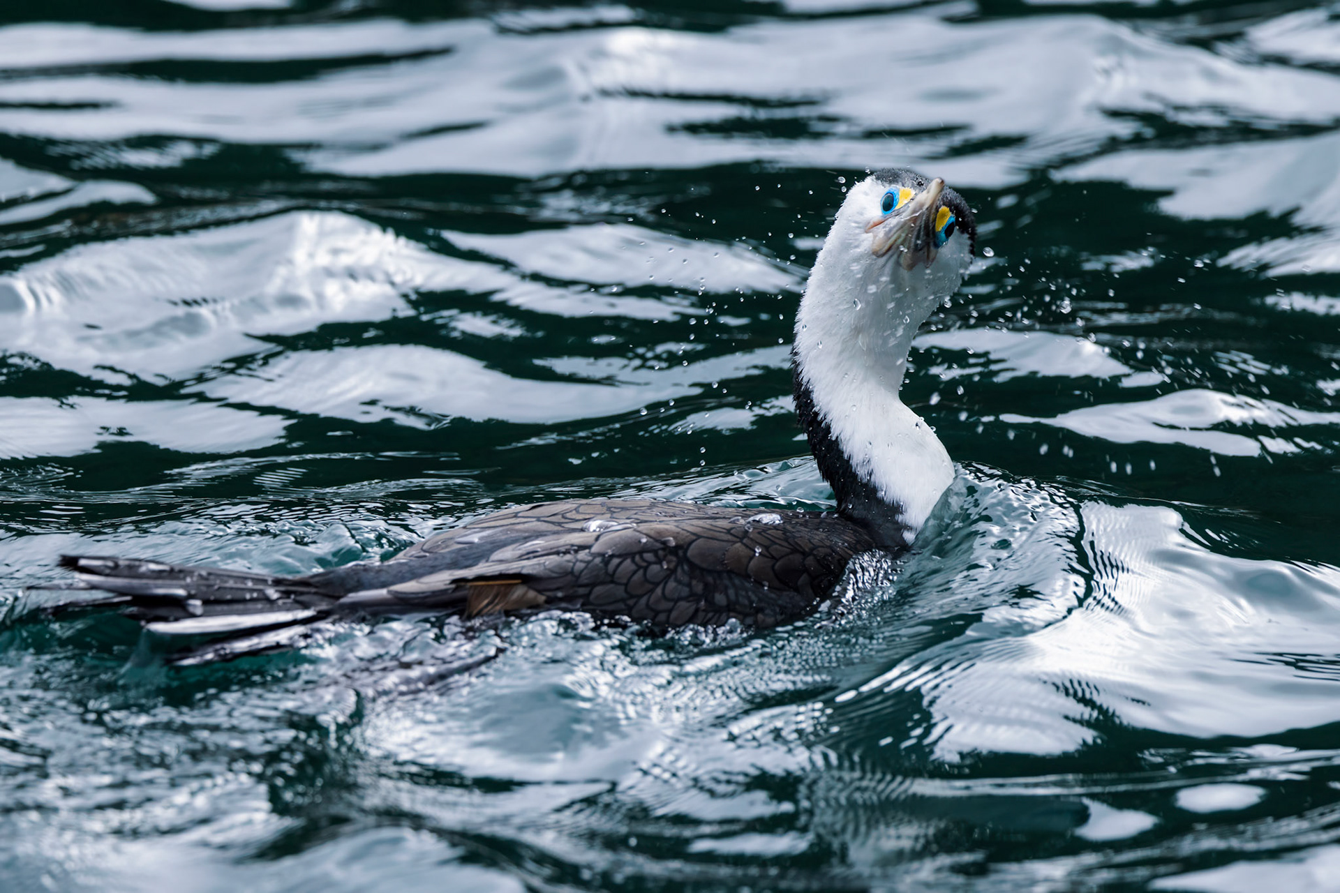 Pied Shag