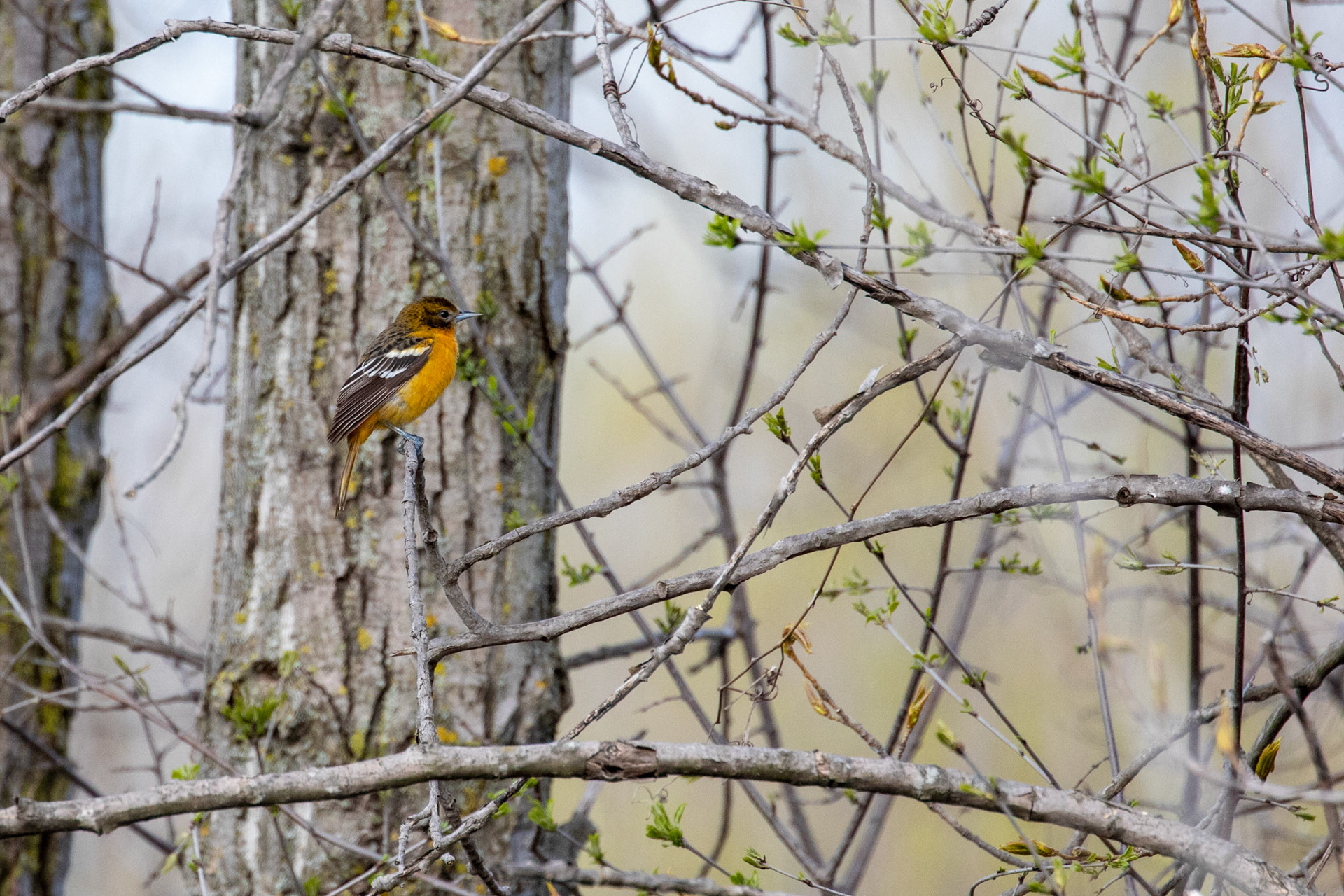 Baltimore Oriole (F)