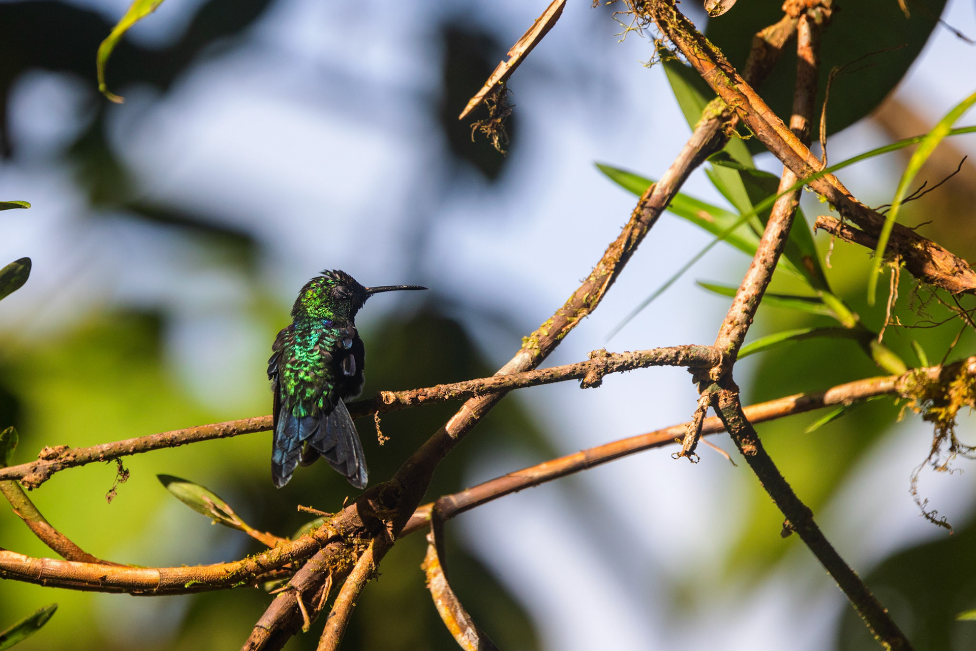 Northern Green-crowned Woodnymph