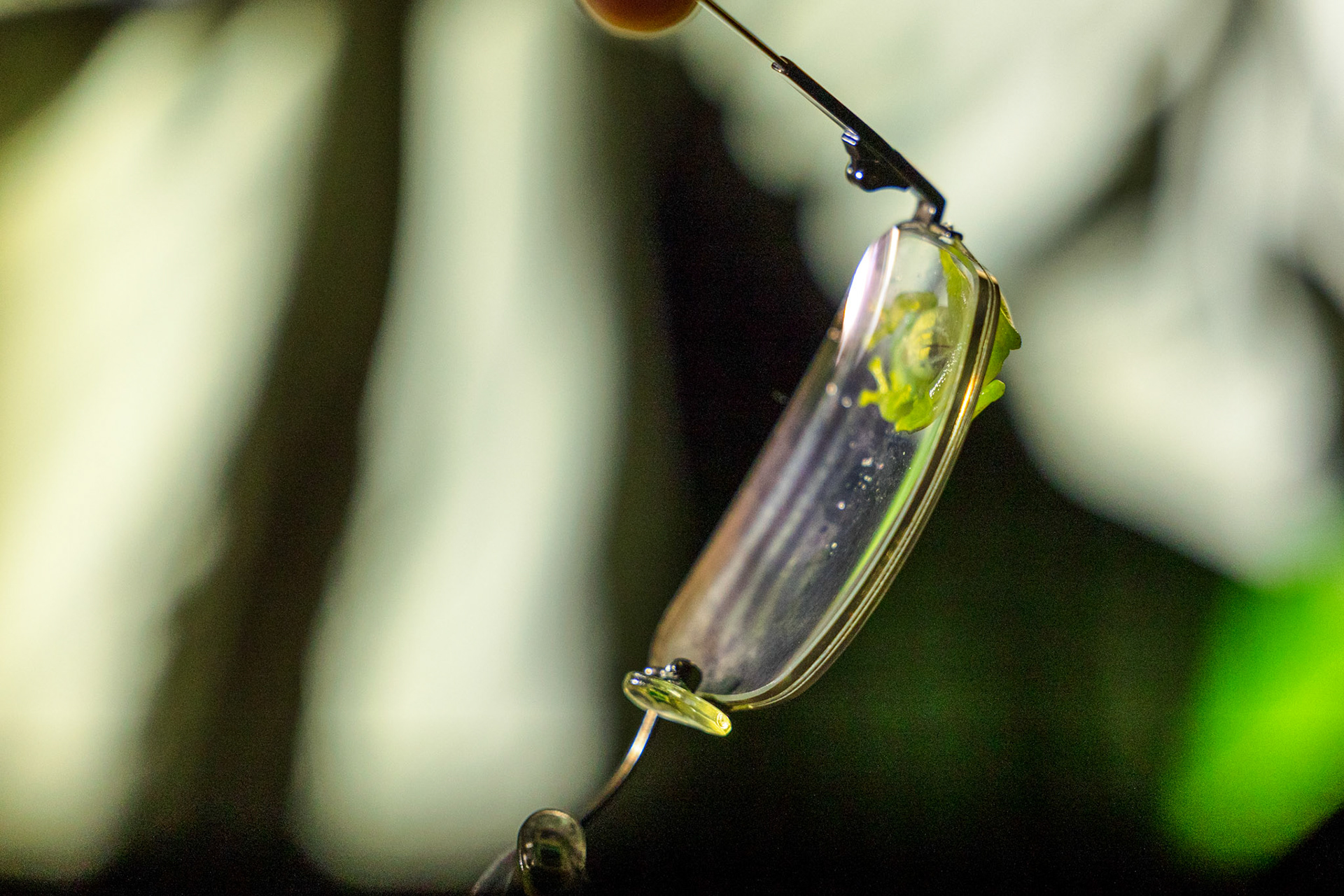 Mashpi Glass Frog