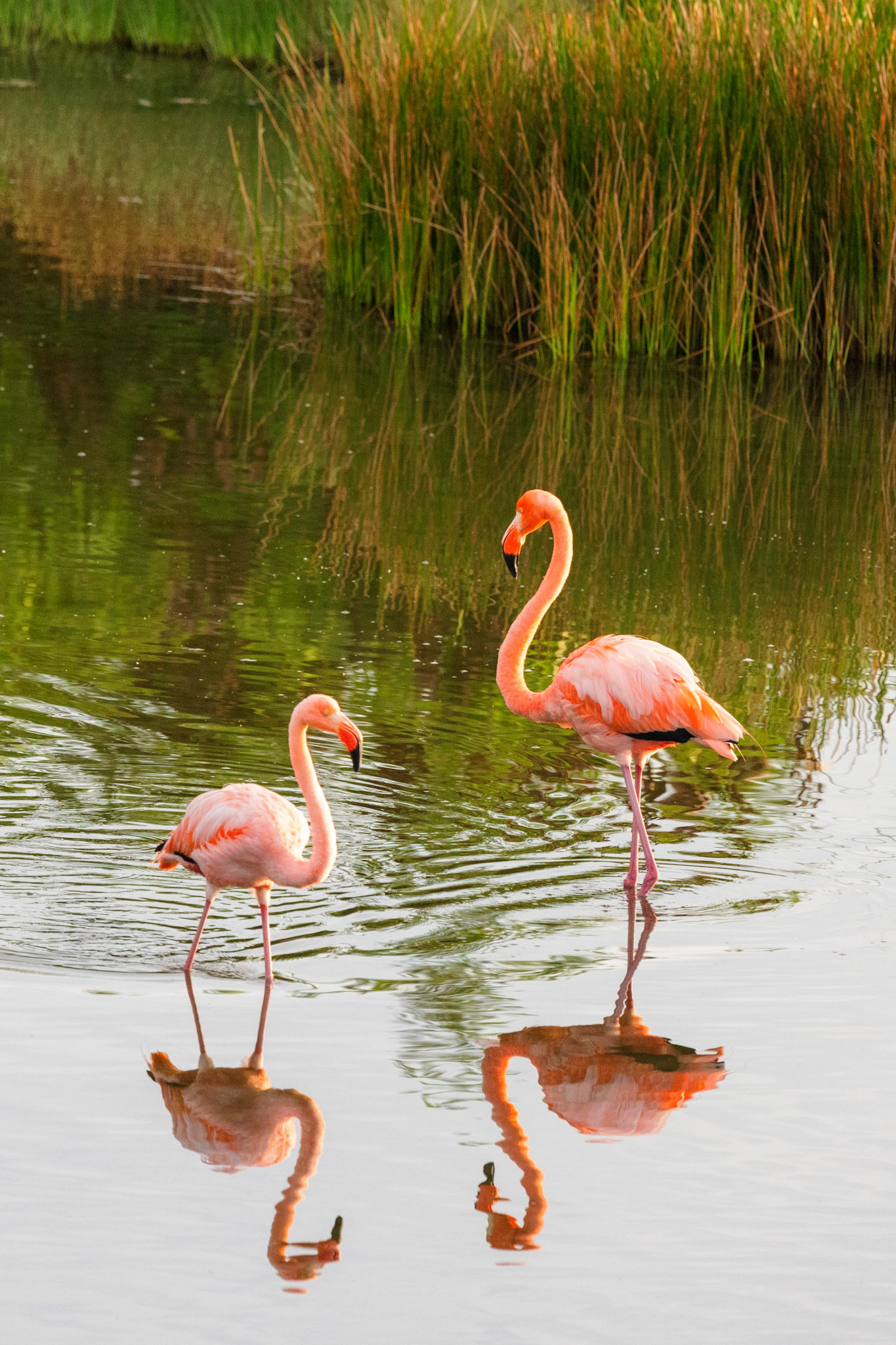 Flamingos