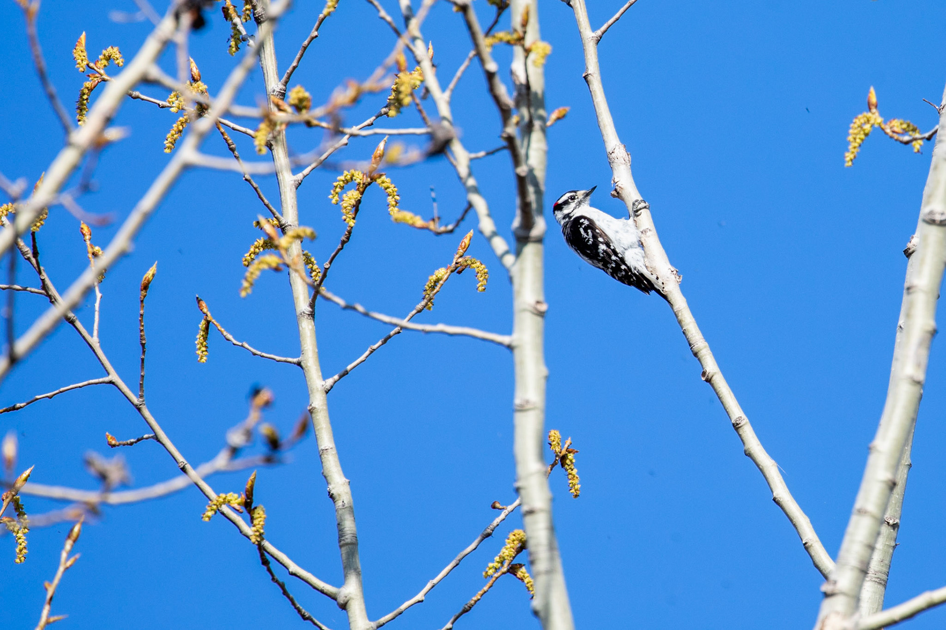 Downy Woodpecker (M)