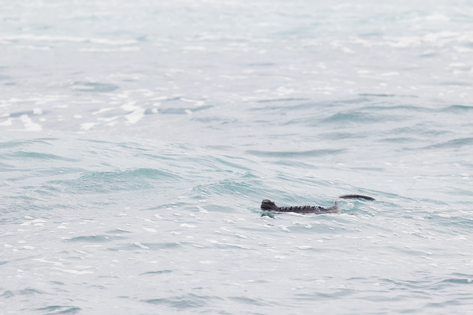 Marine Iguana