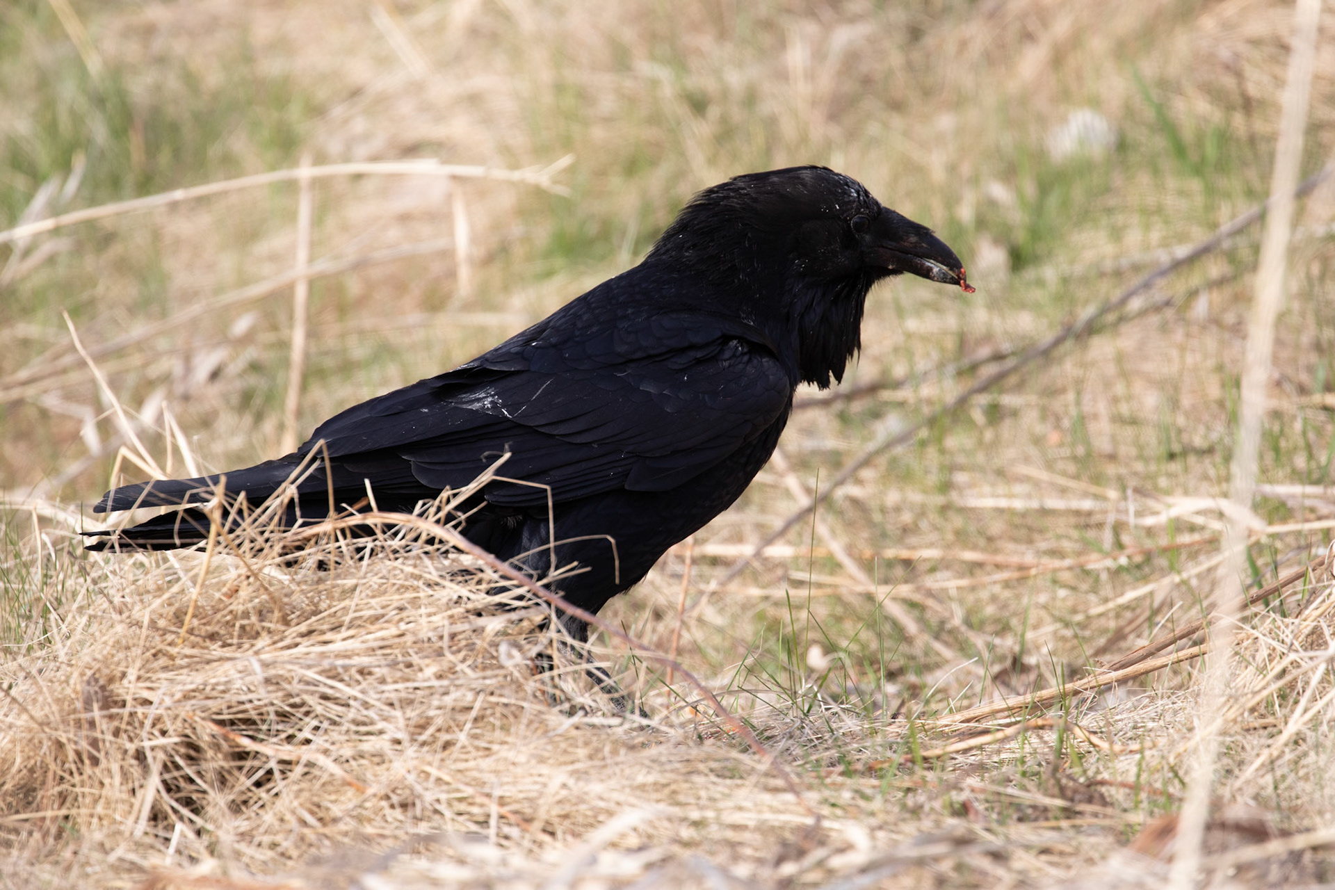 Northern Raven (feeding on seagull)