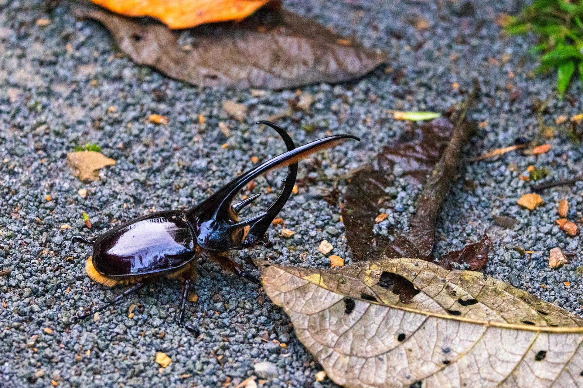 Hercules beetle