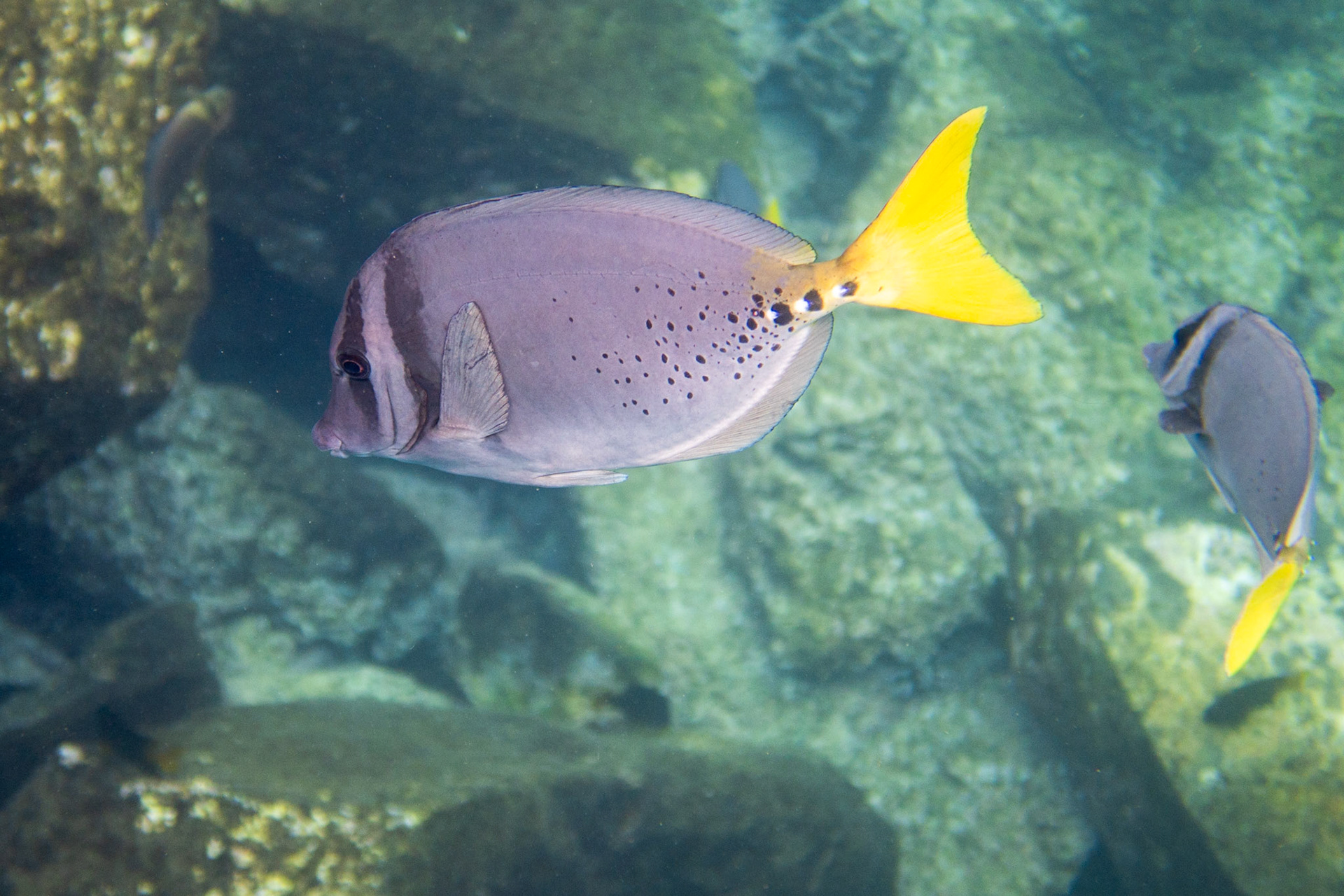 Yellowtail Surgeonfish