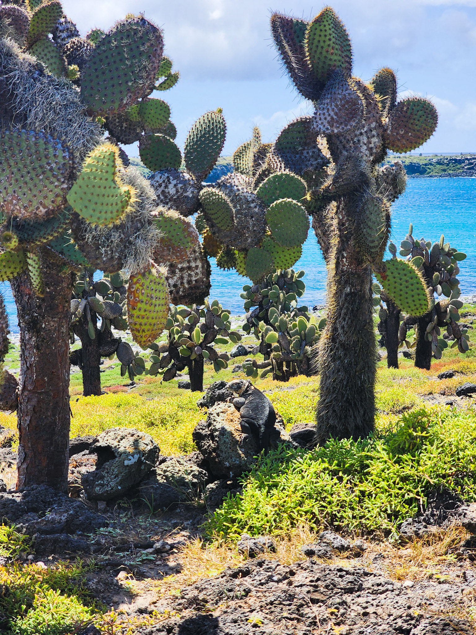 Land Iguana