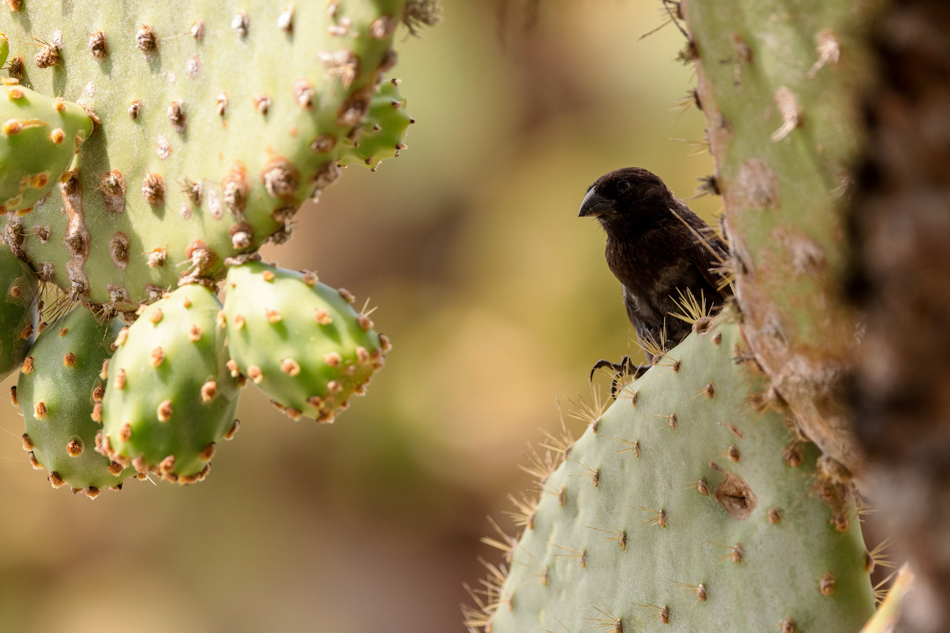 Galapagos Finch