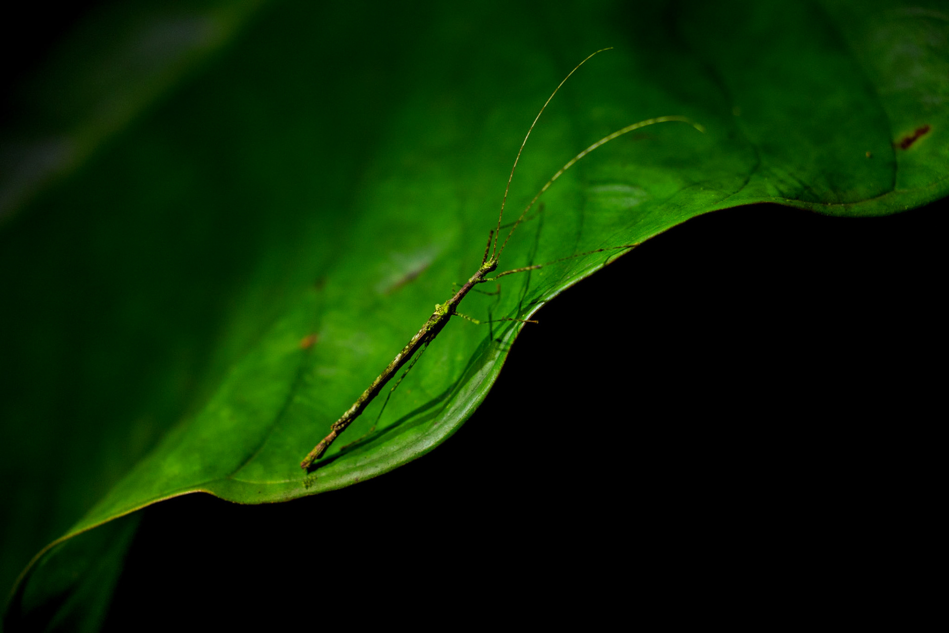 Stick insect