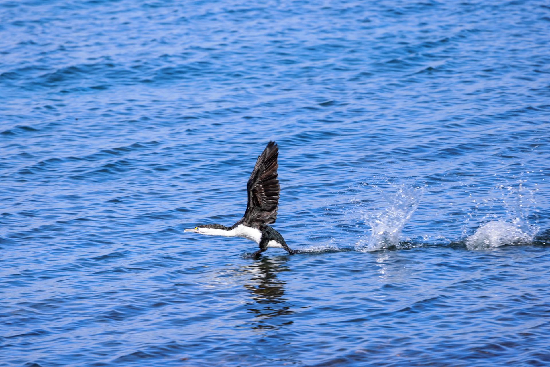 Pied Shag