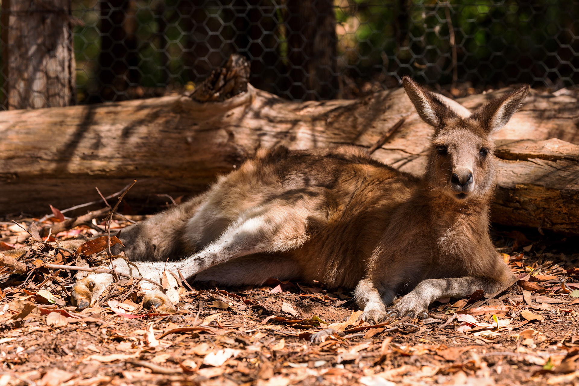 Kangaroo