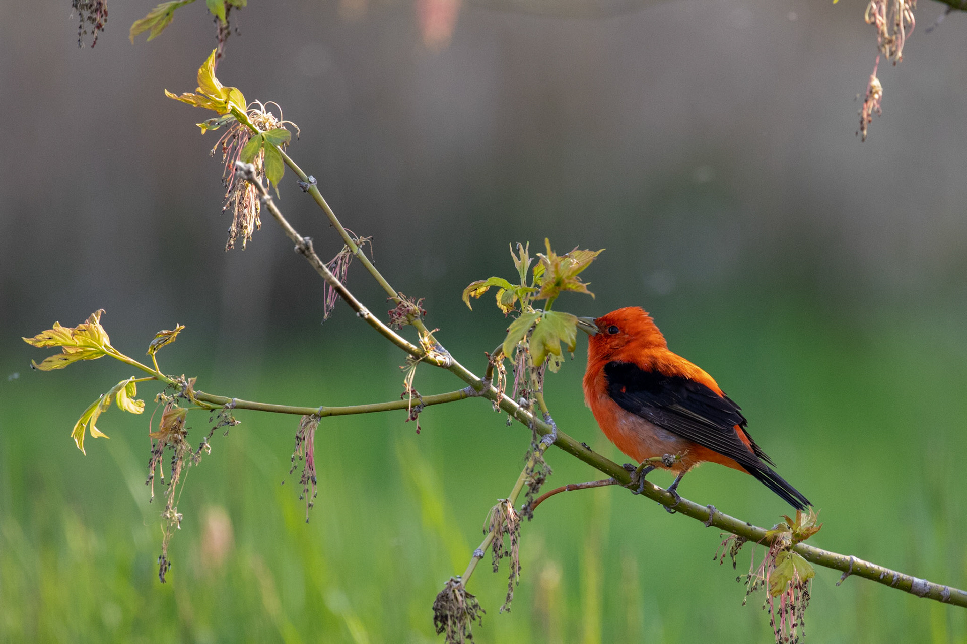 Scarlet Tanager (M)