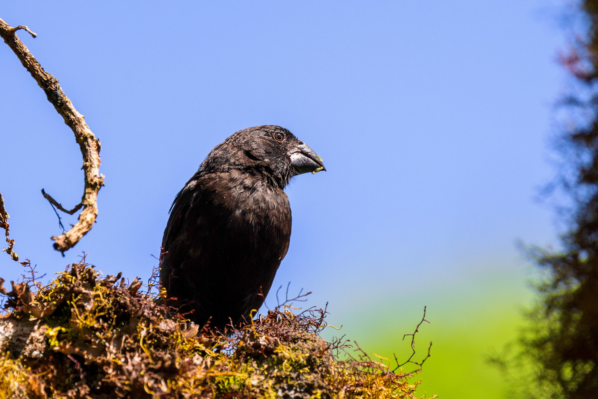 Galapagos Finch