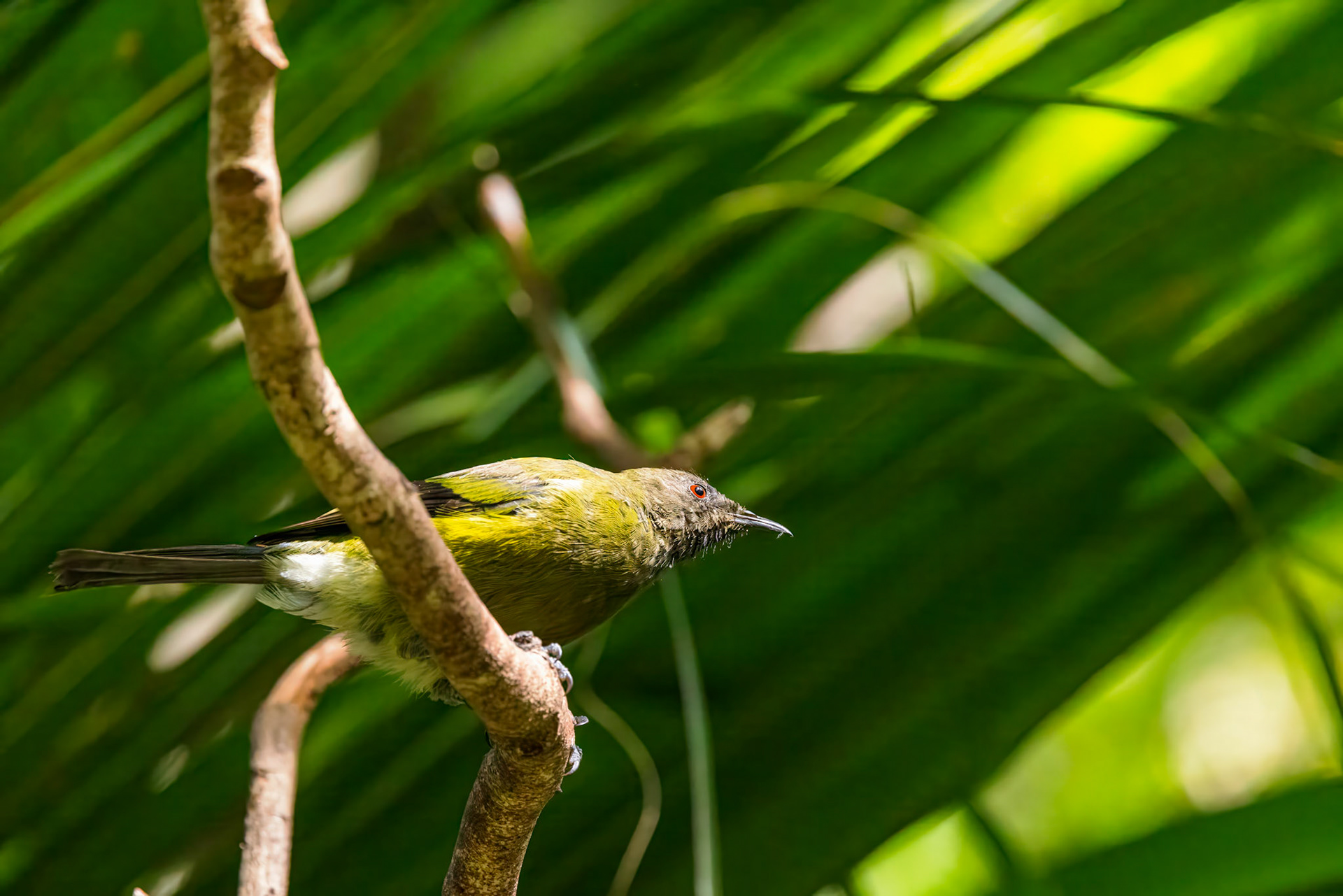 Bellbird