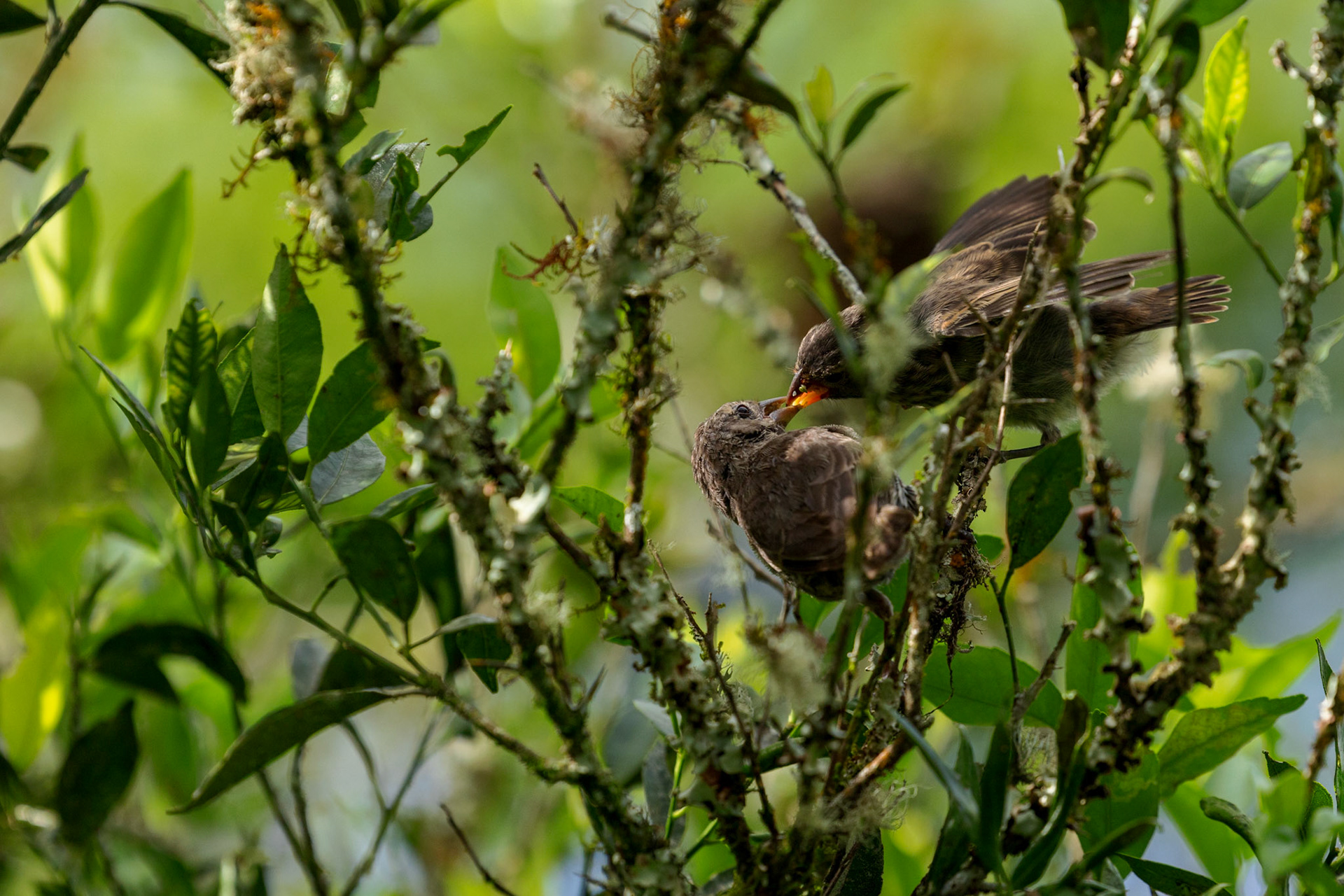 Galapagos Finches (feeding)