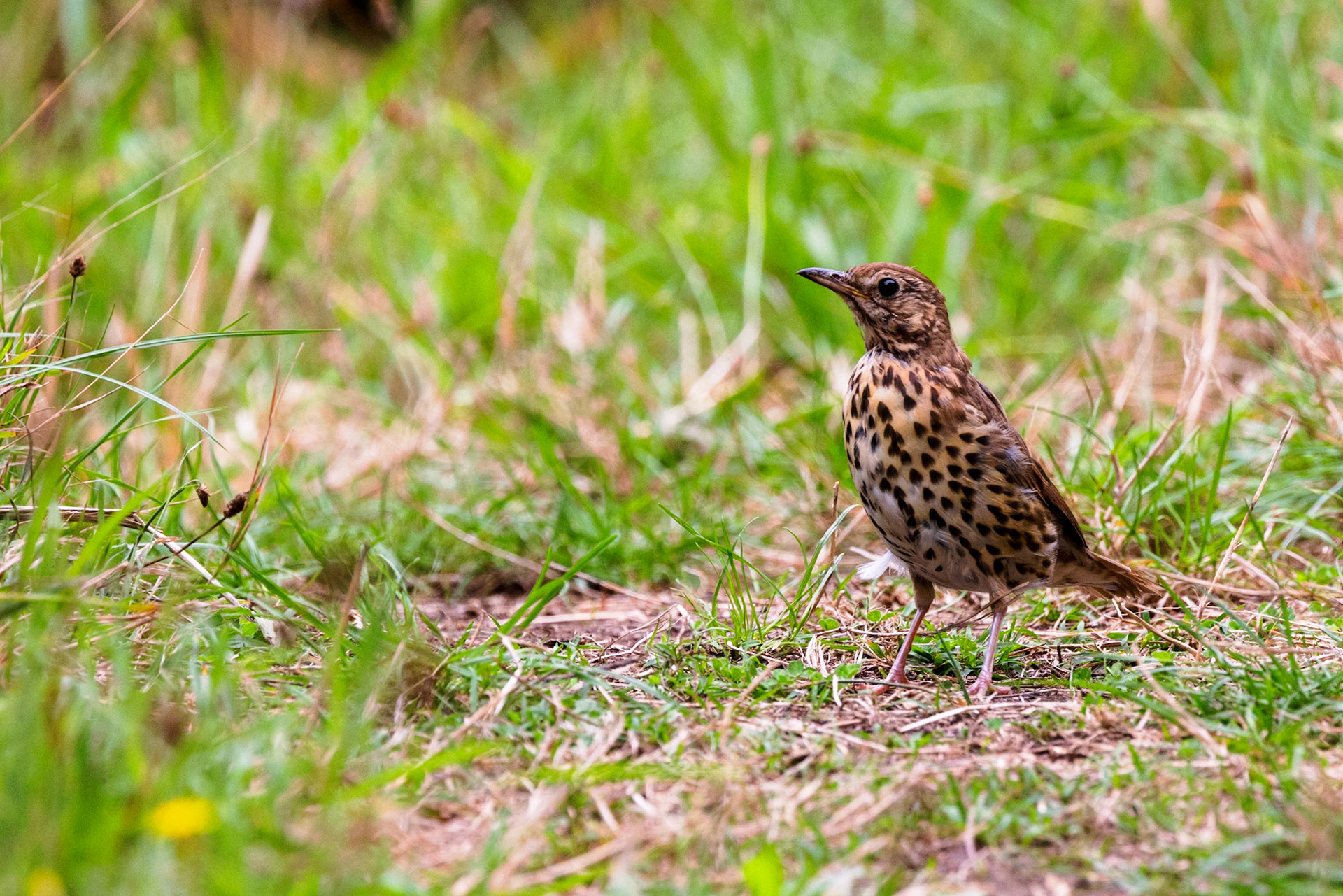 Song Thrush