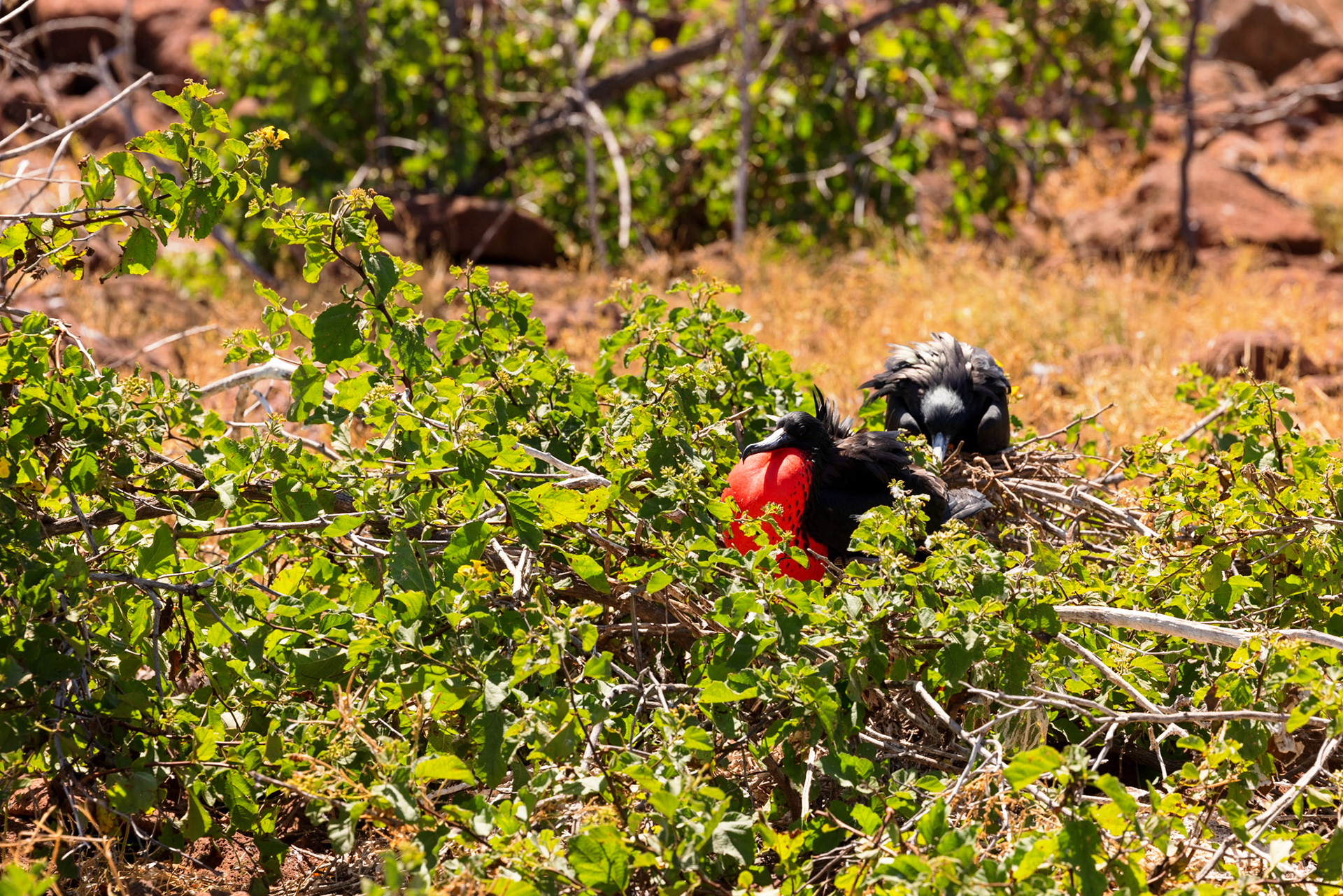 Magnificent Frigatebird