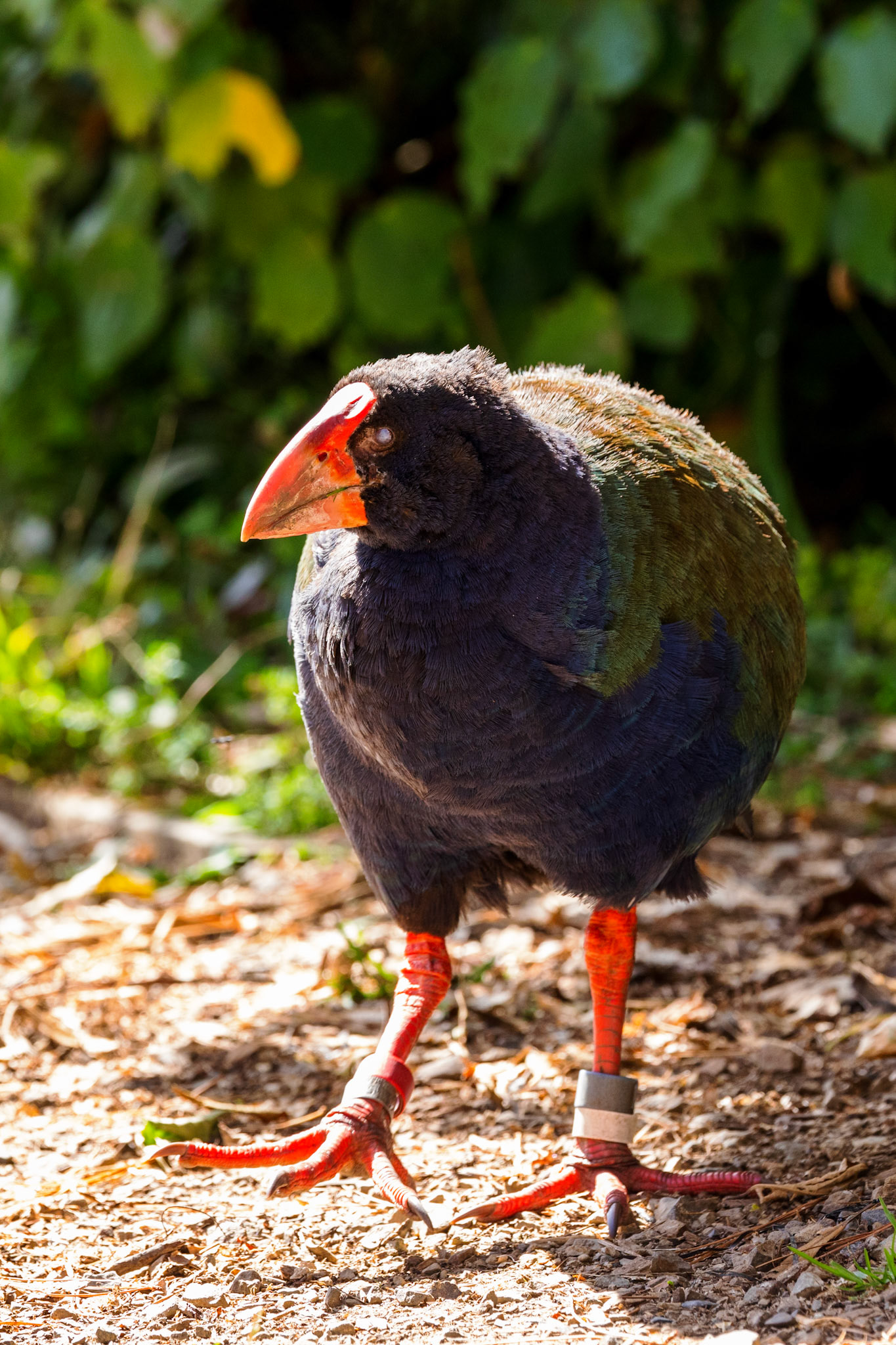 Old Takahe with cataracts in her eyes