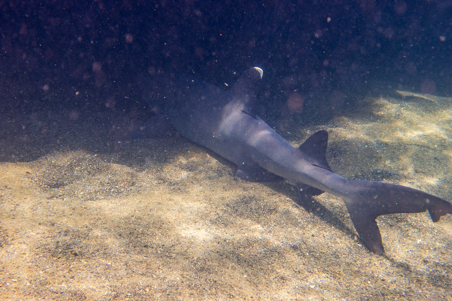 White-tipped Reef Shark