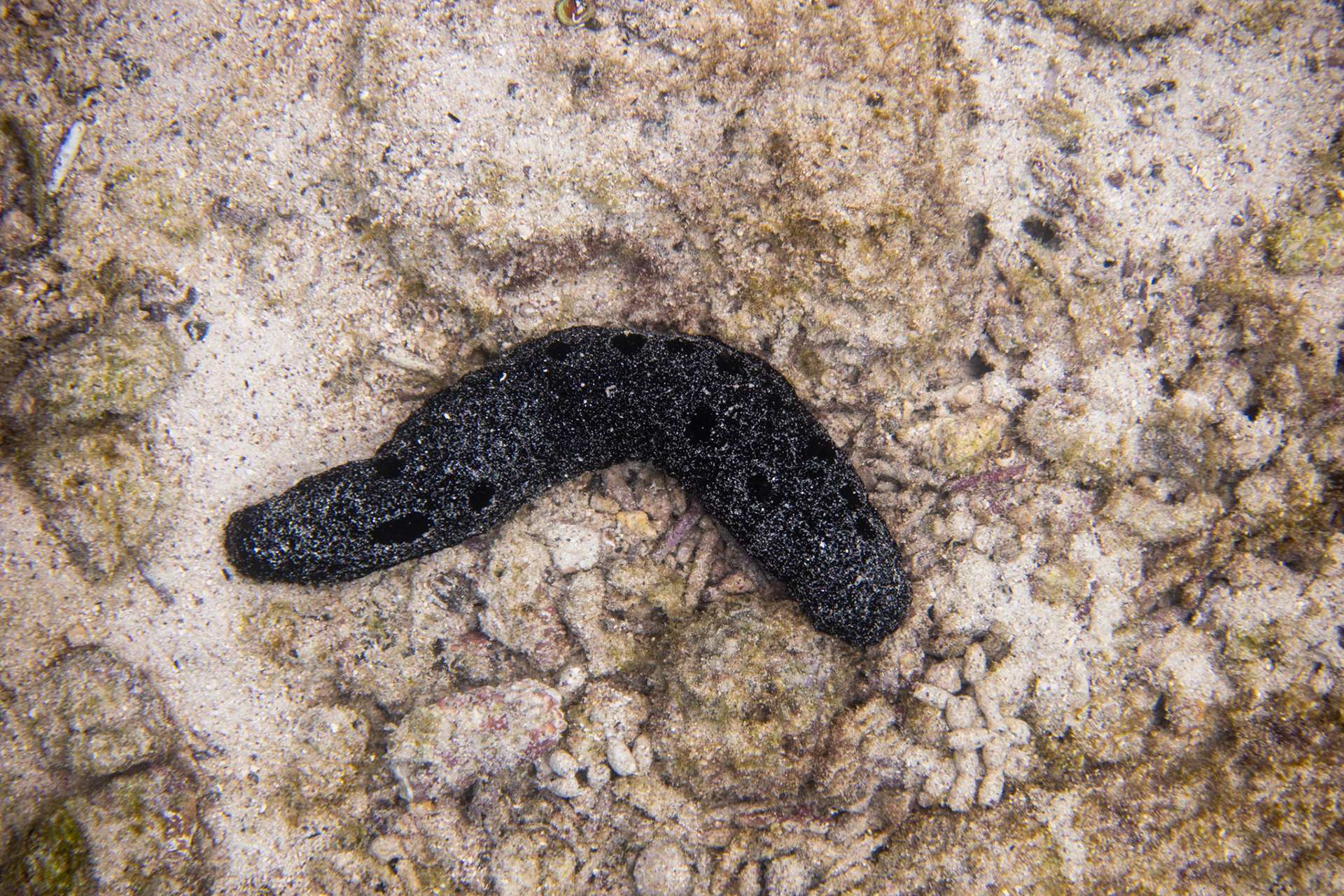 Sea Cucumber