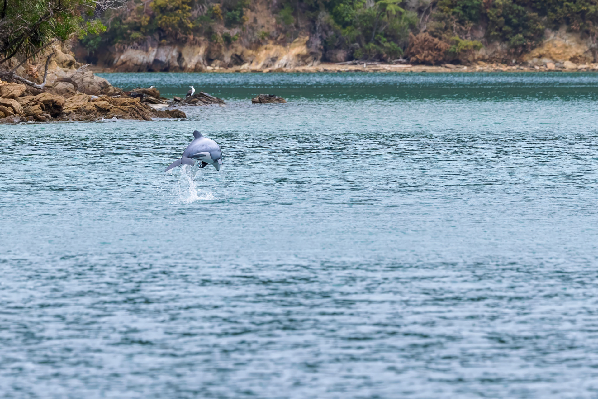 Hector's Dolphin