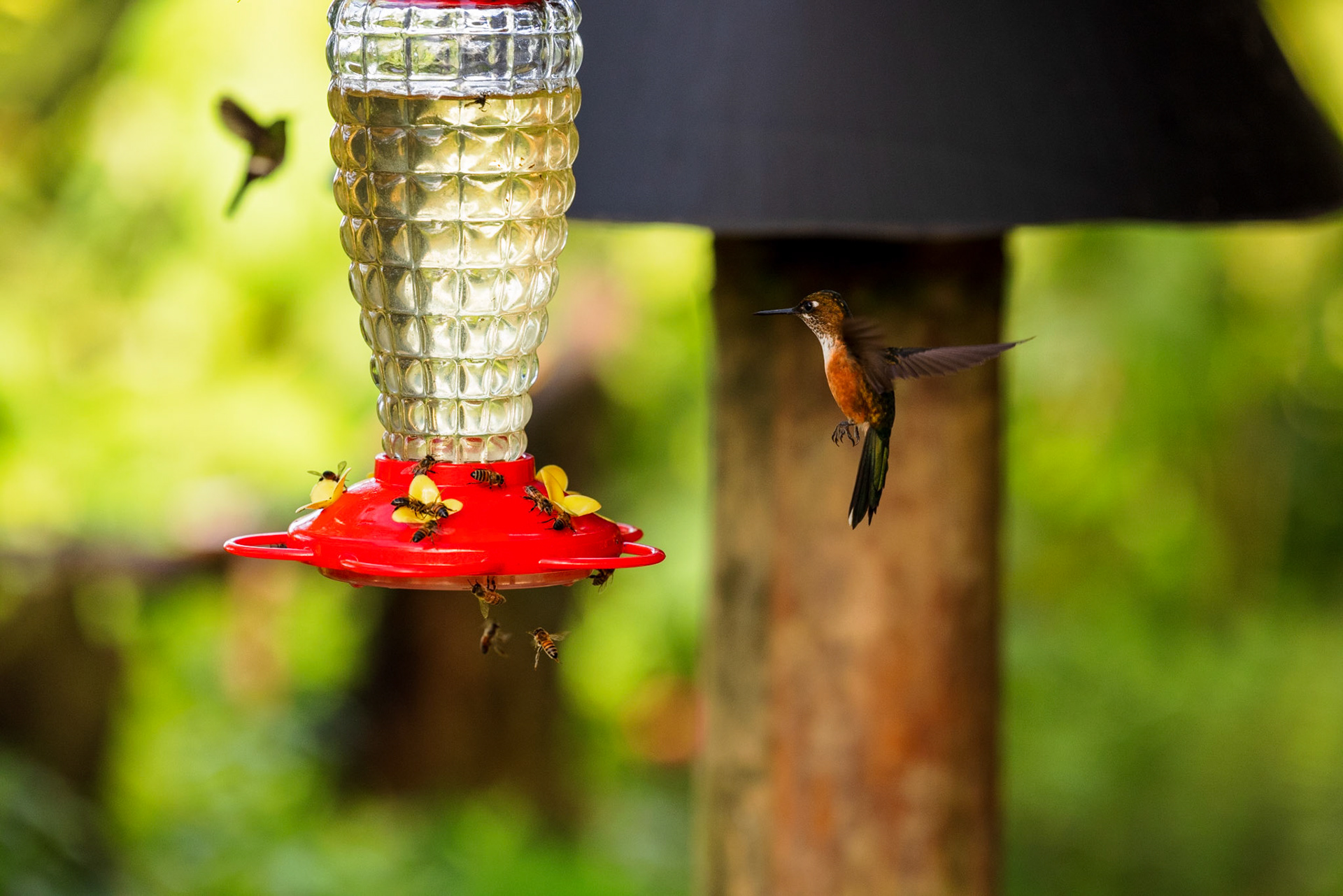Violet-tailed Sylph (F)