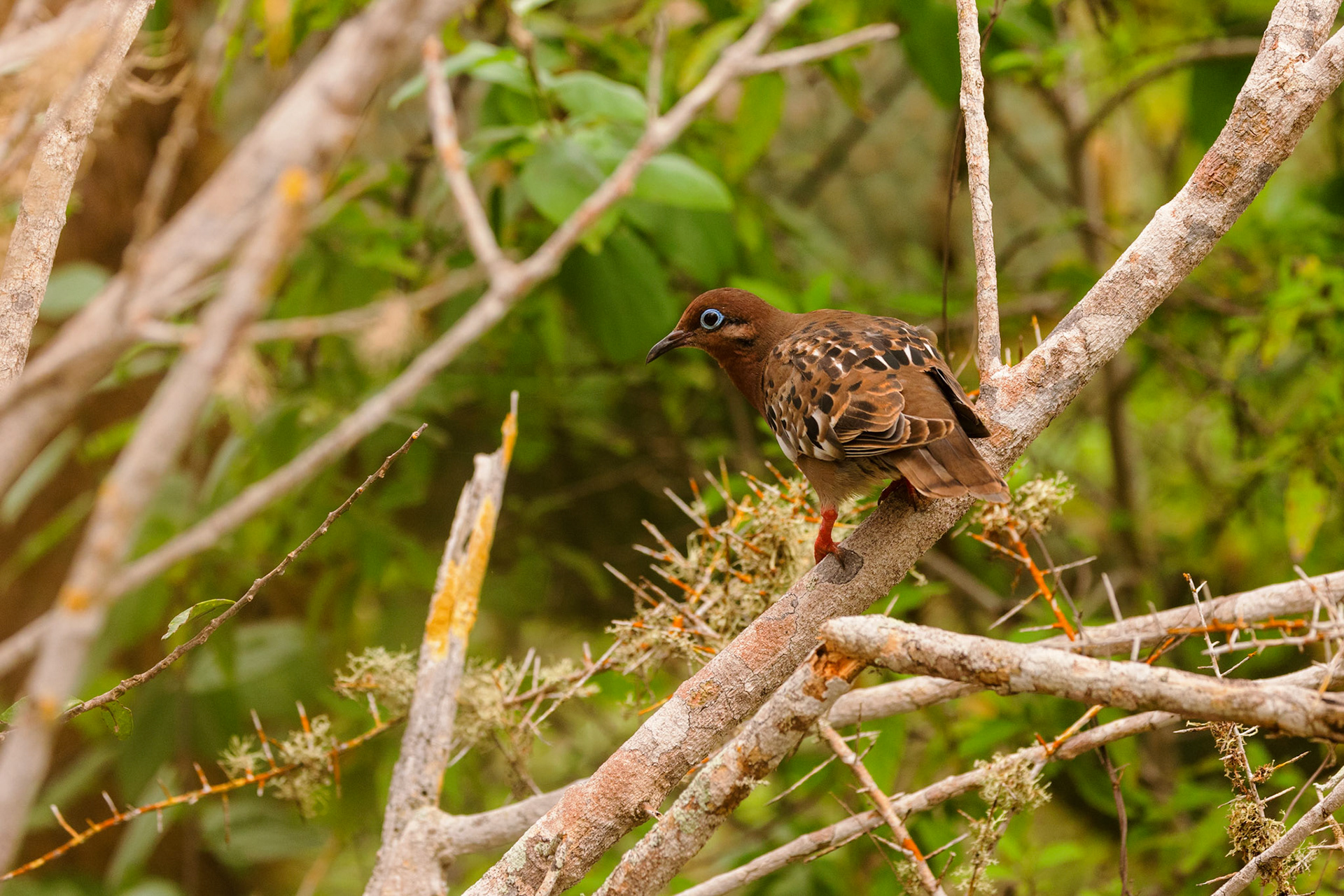 Galapagos Dove