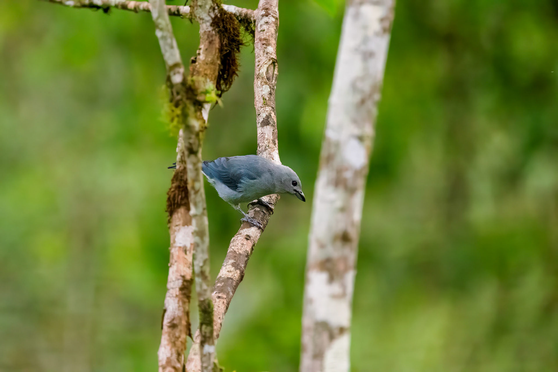 Blue-gray Tanager