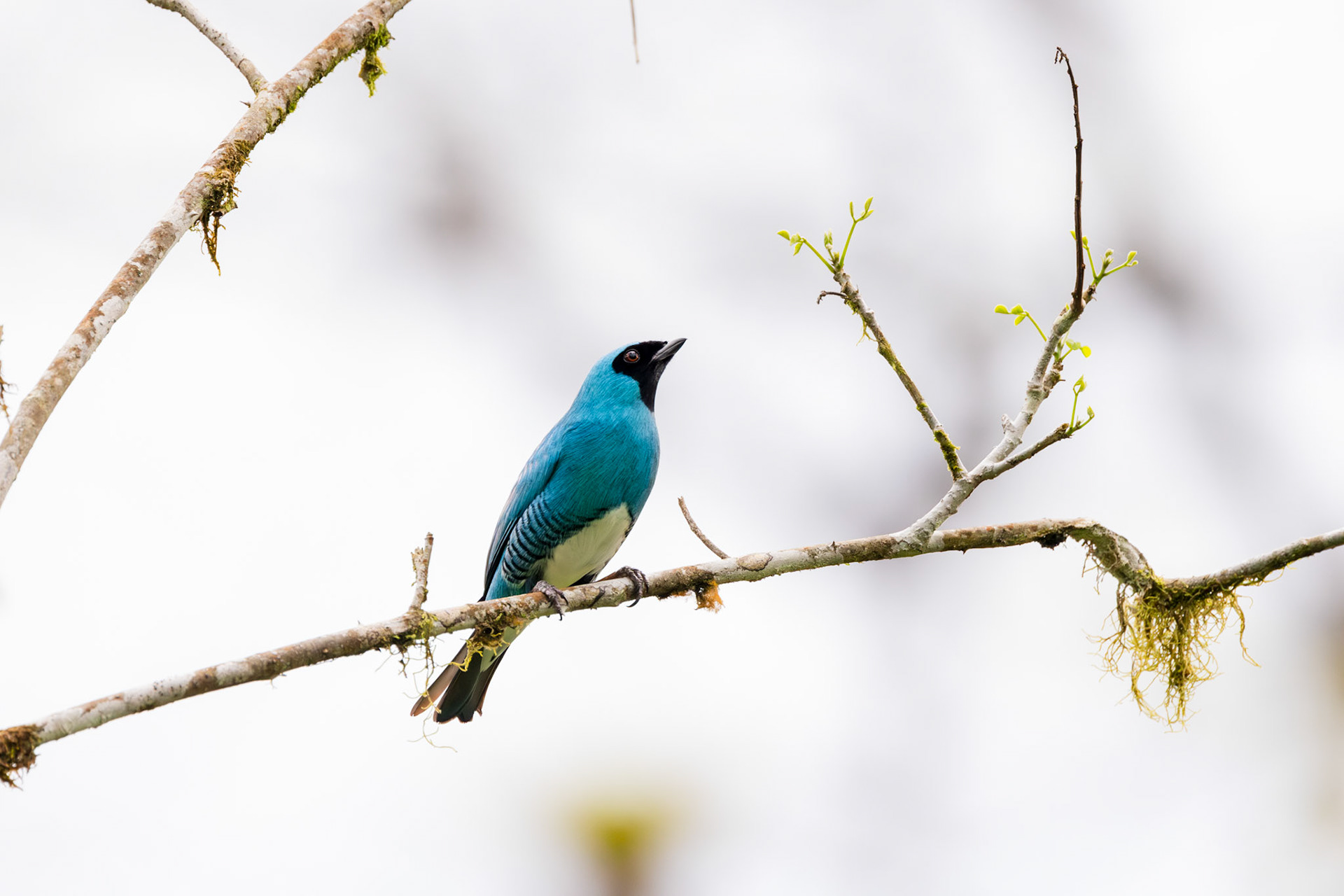 Swallow Tanager