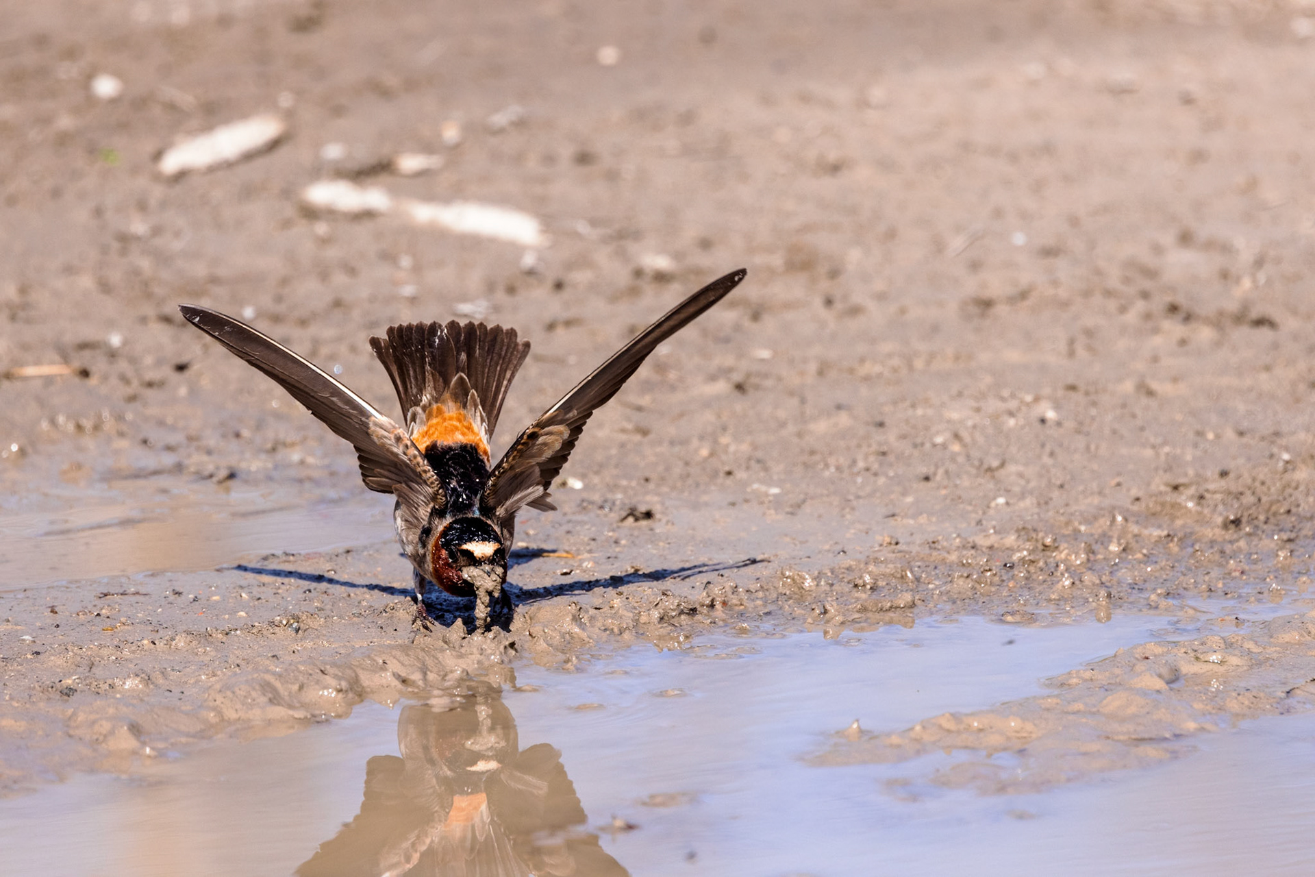 Barn Swallow gathering mud for nest-building