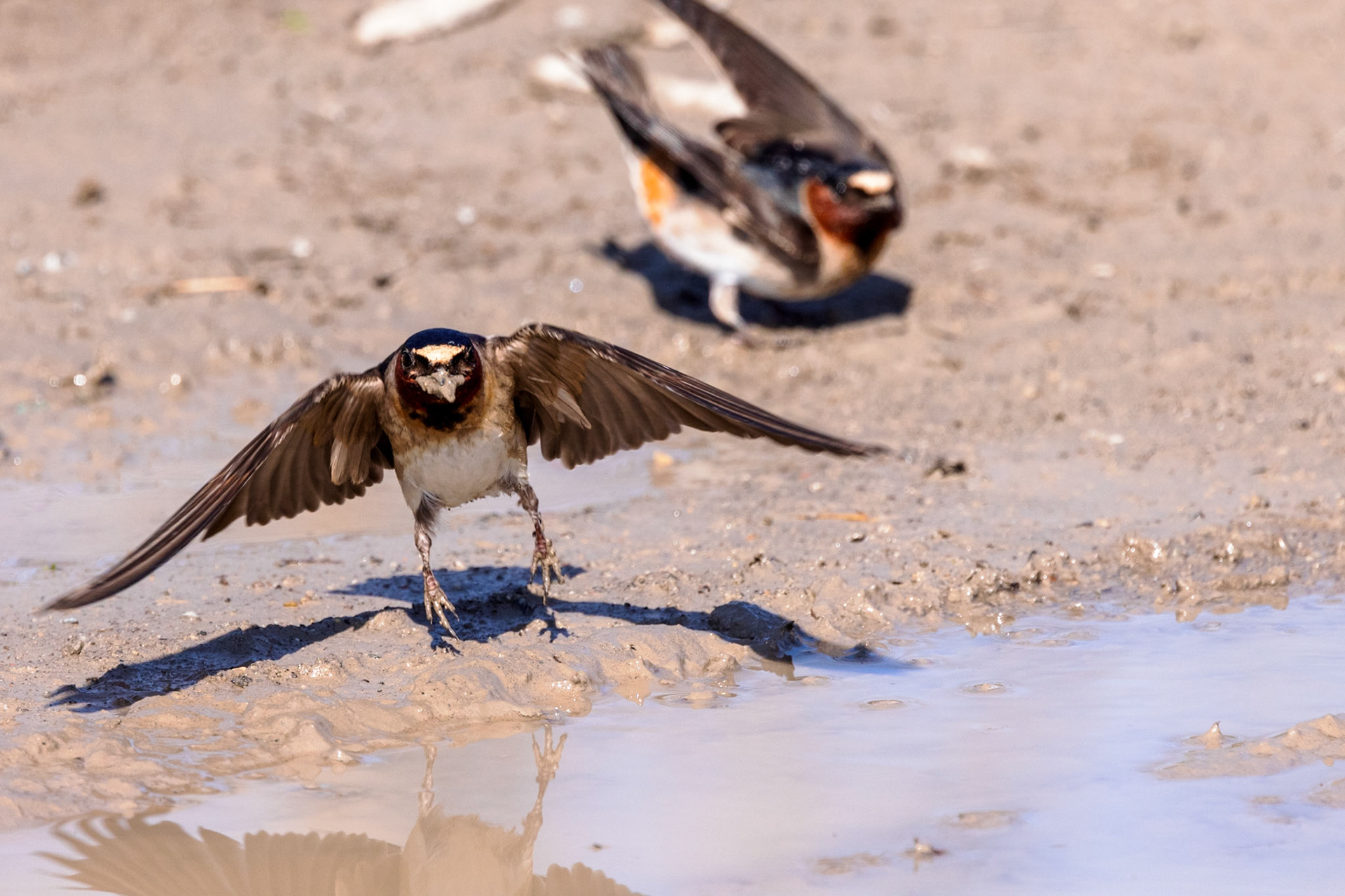 Barn Swallow with a mouthful of mud for nest-building