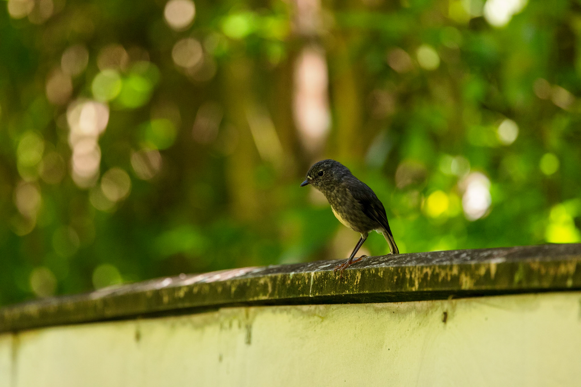 North Island Robin