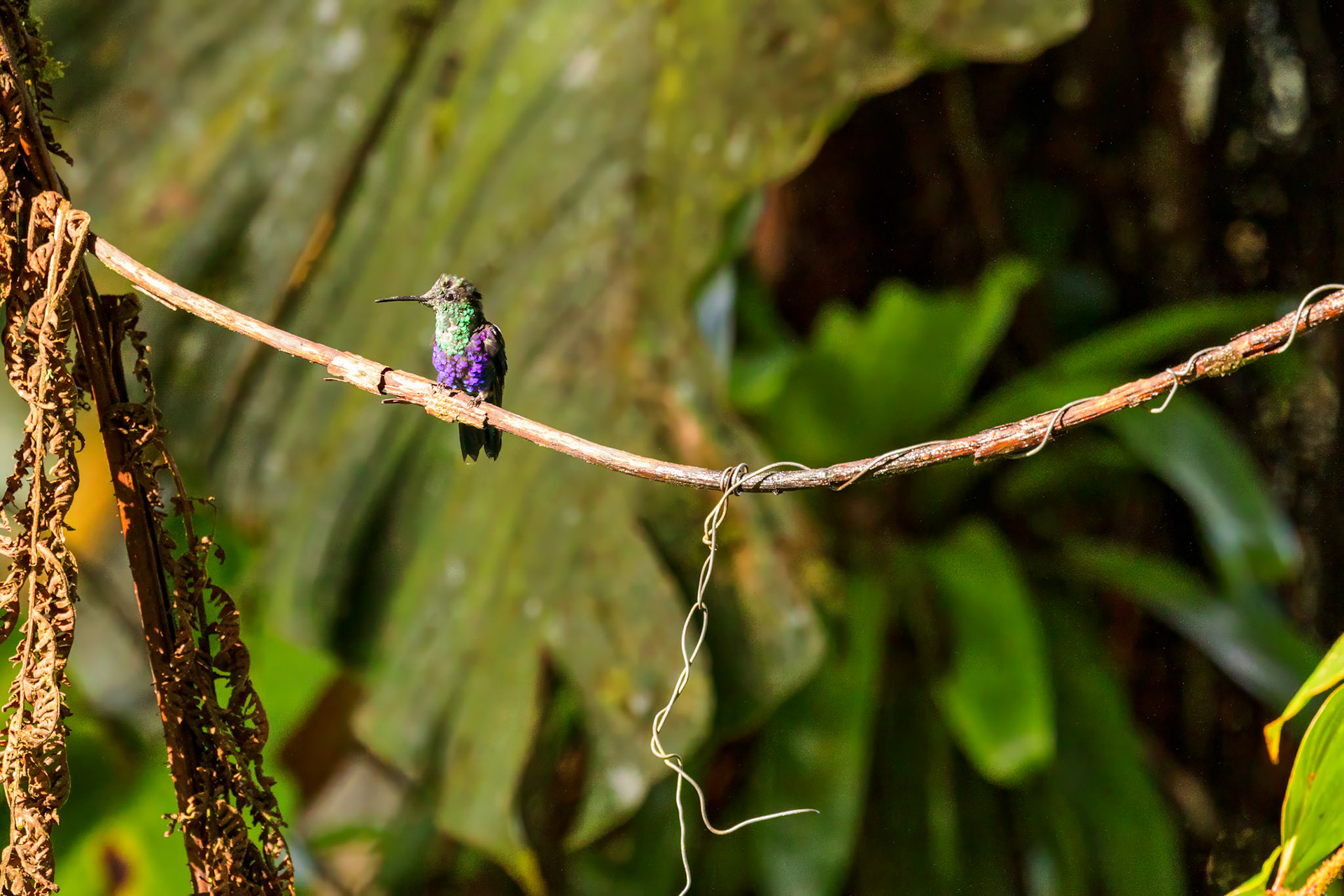 Northern Green-crowned Woodnymph