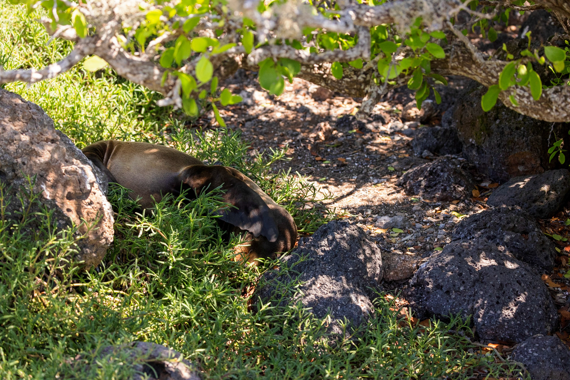 Sleepy Sea Lion