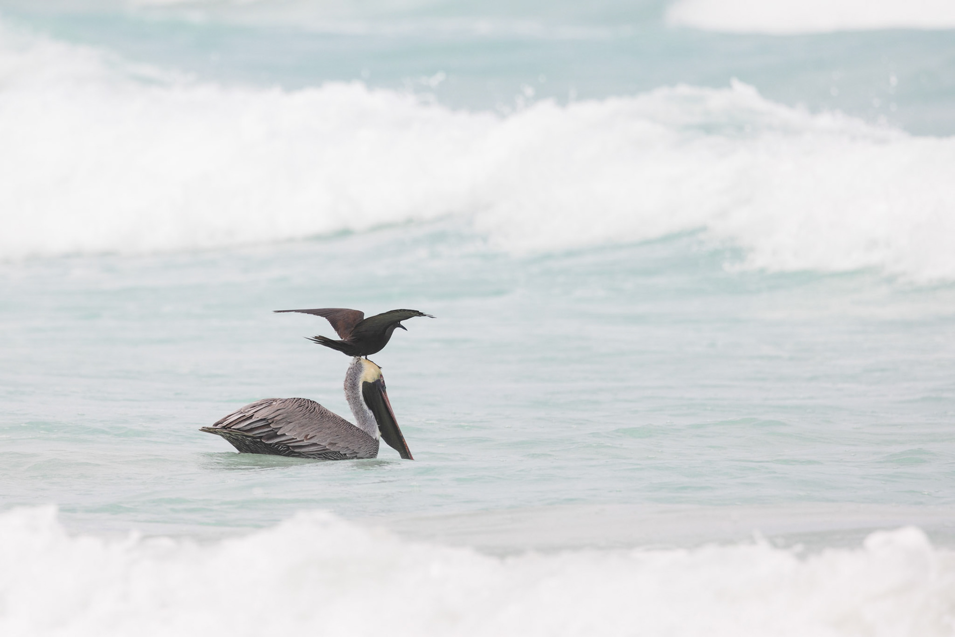 Brown Pelican & Noddy Tern (the terns will swarm around pelicans after they dive in the hopes of catching a fish leaping from their beaks)