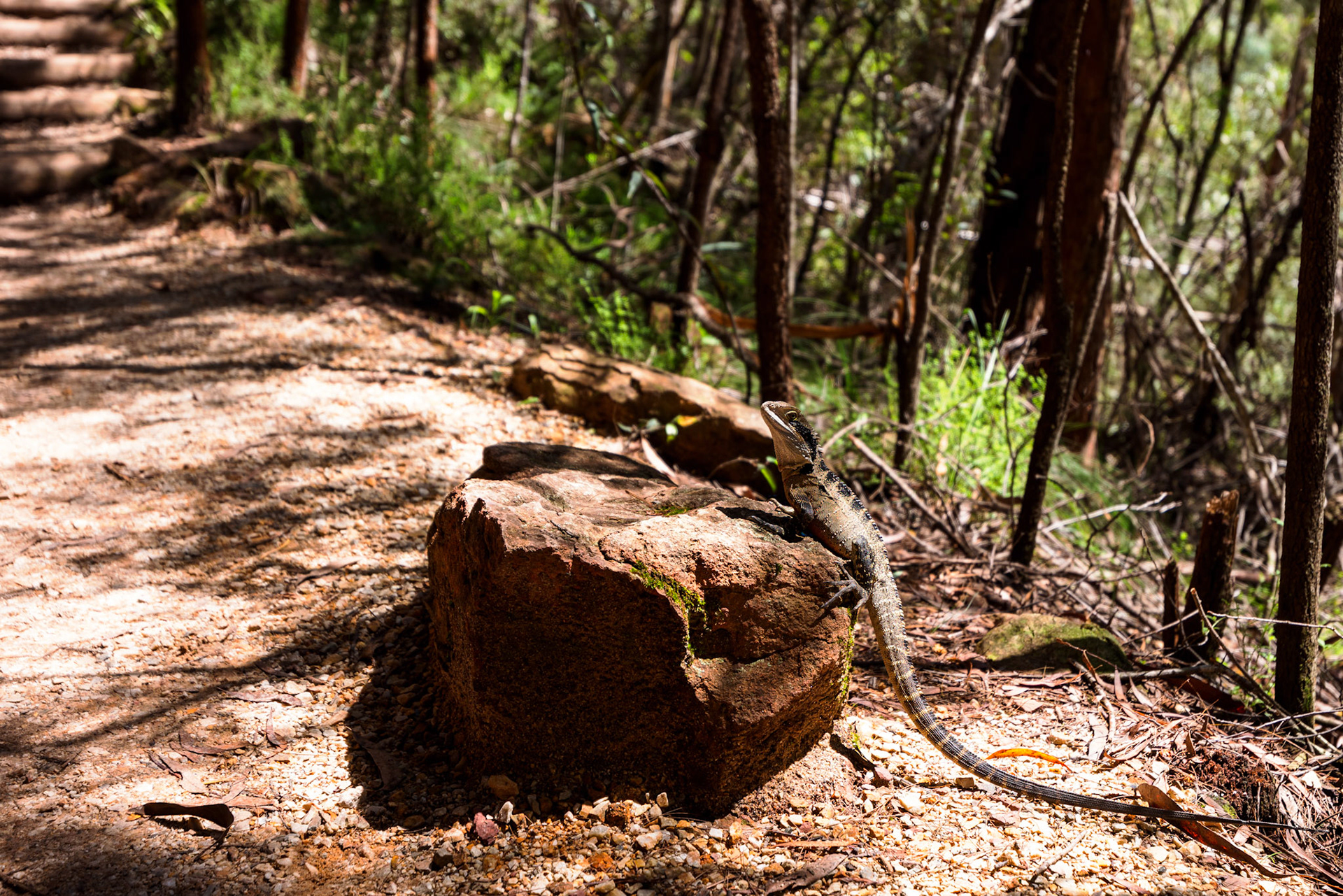Australian Water Dragon