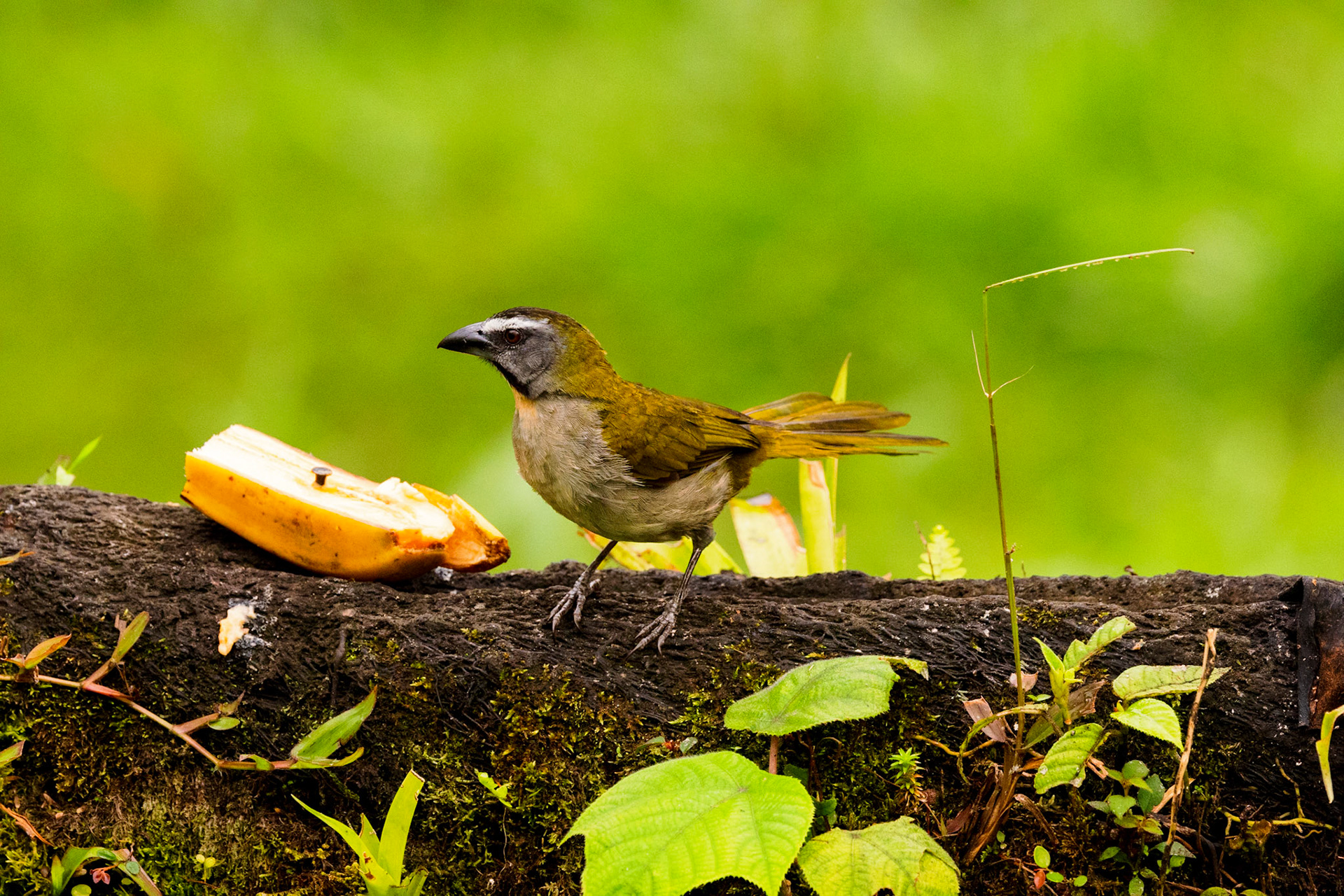Buff-throated Saltator