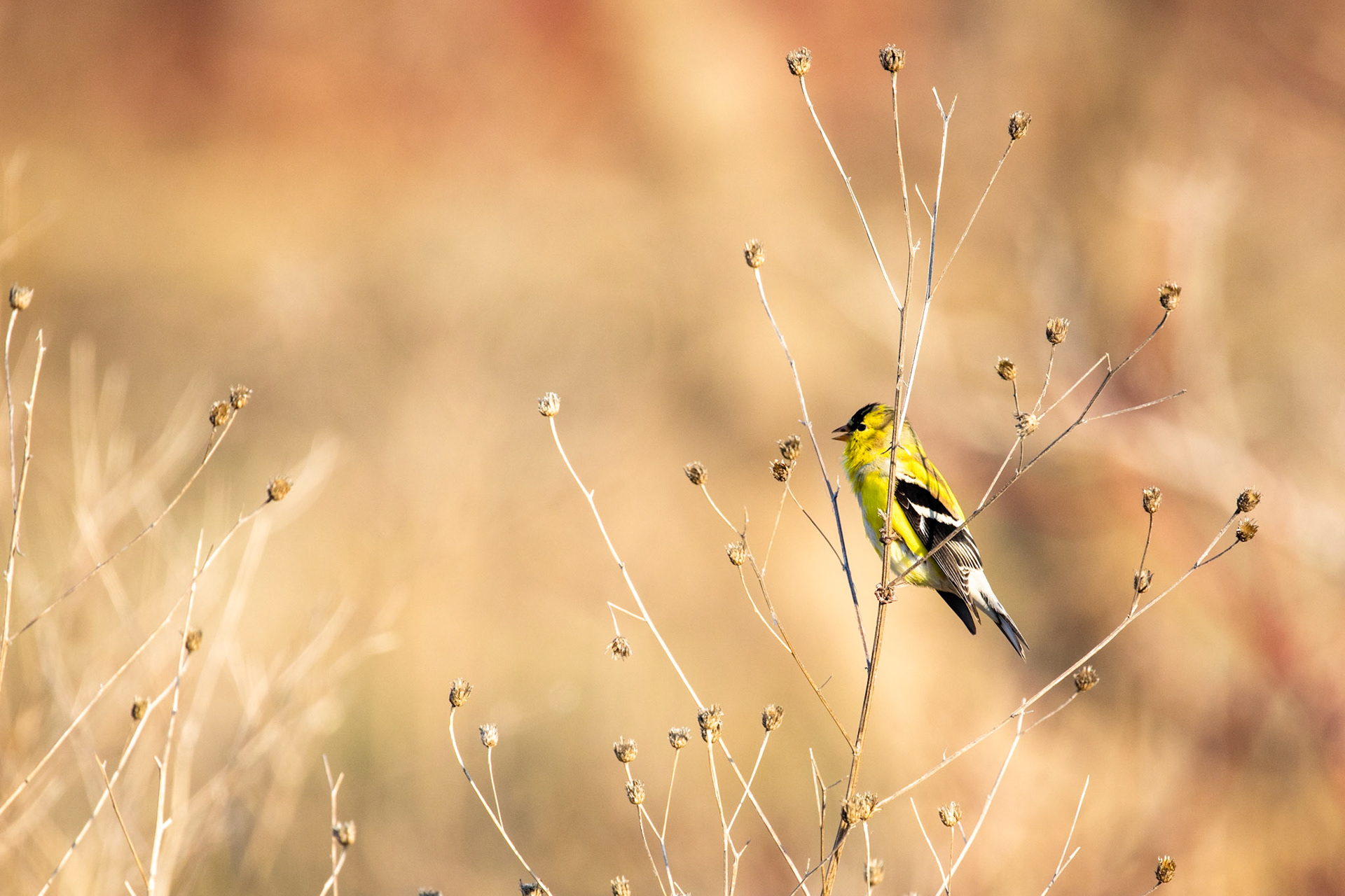American Goldfinch (M)