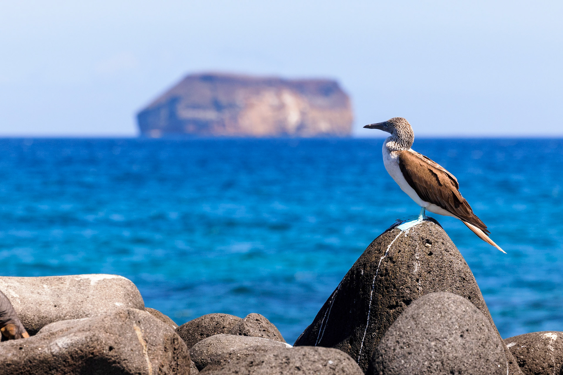 Blue-footed Booby