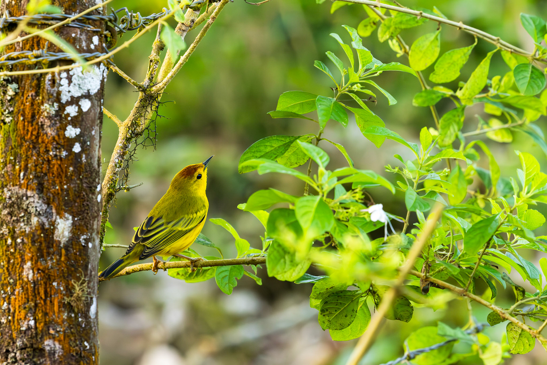 Yellow Warbler (Galapagos sub-species)