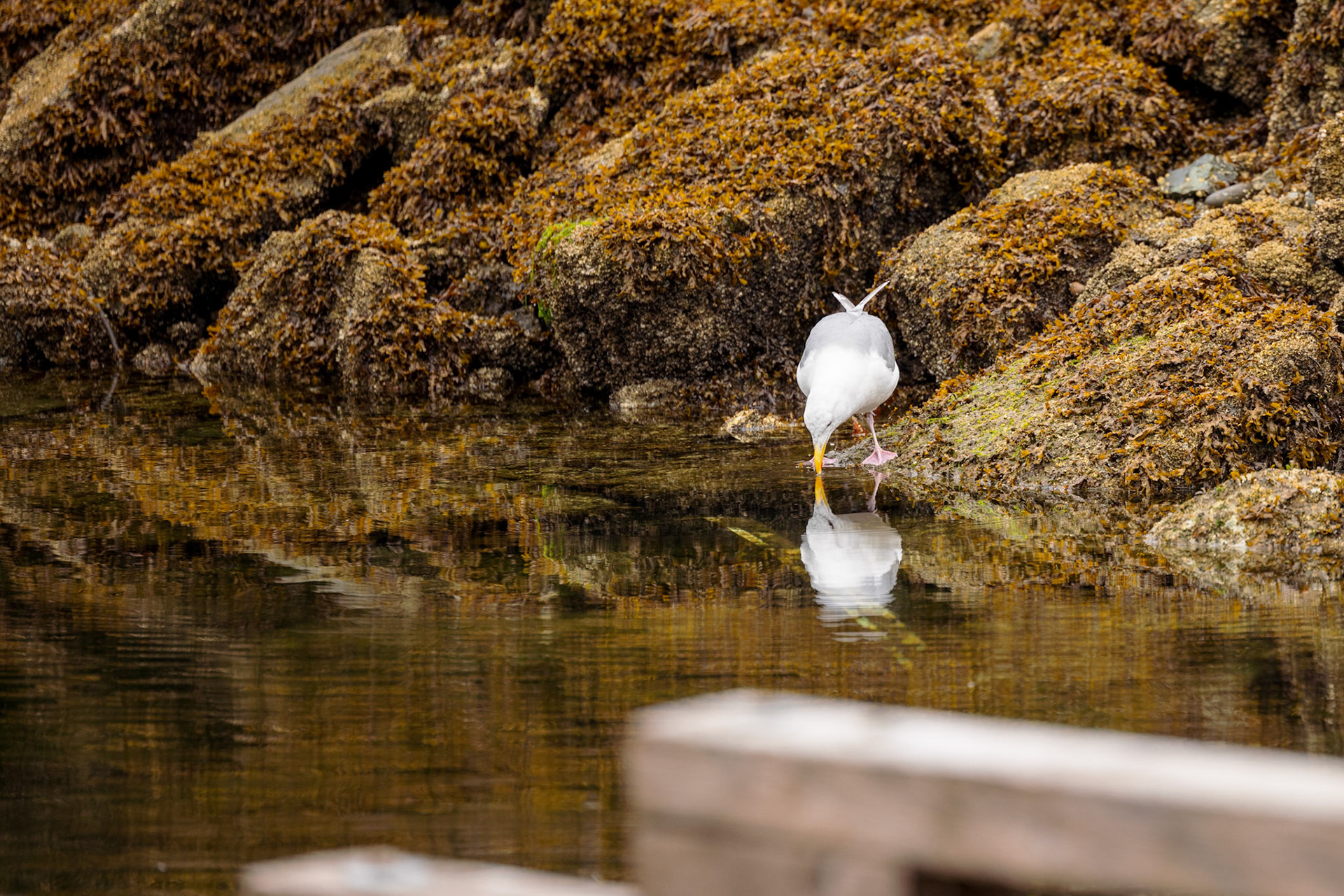 A California Gull looking for crabs or small fish amongst the rocks in the harbour