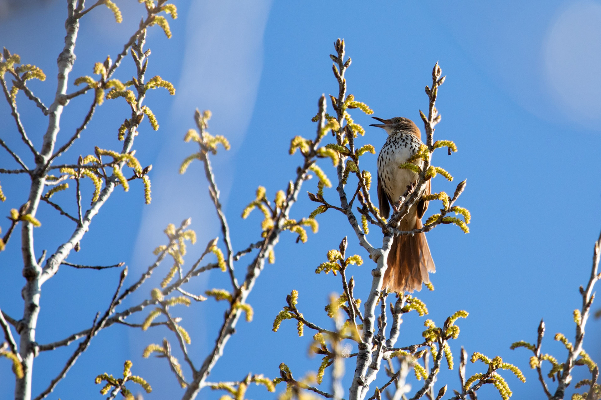 Brown Thrasher
