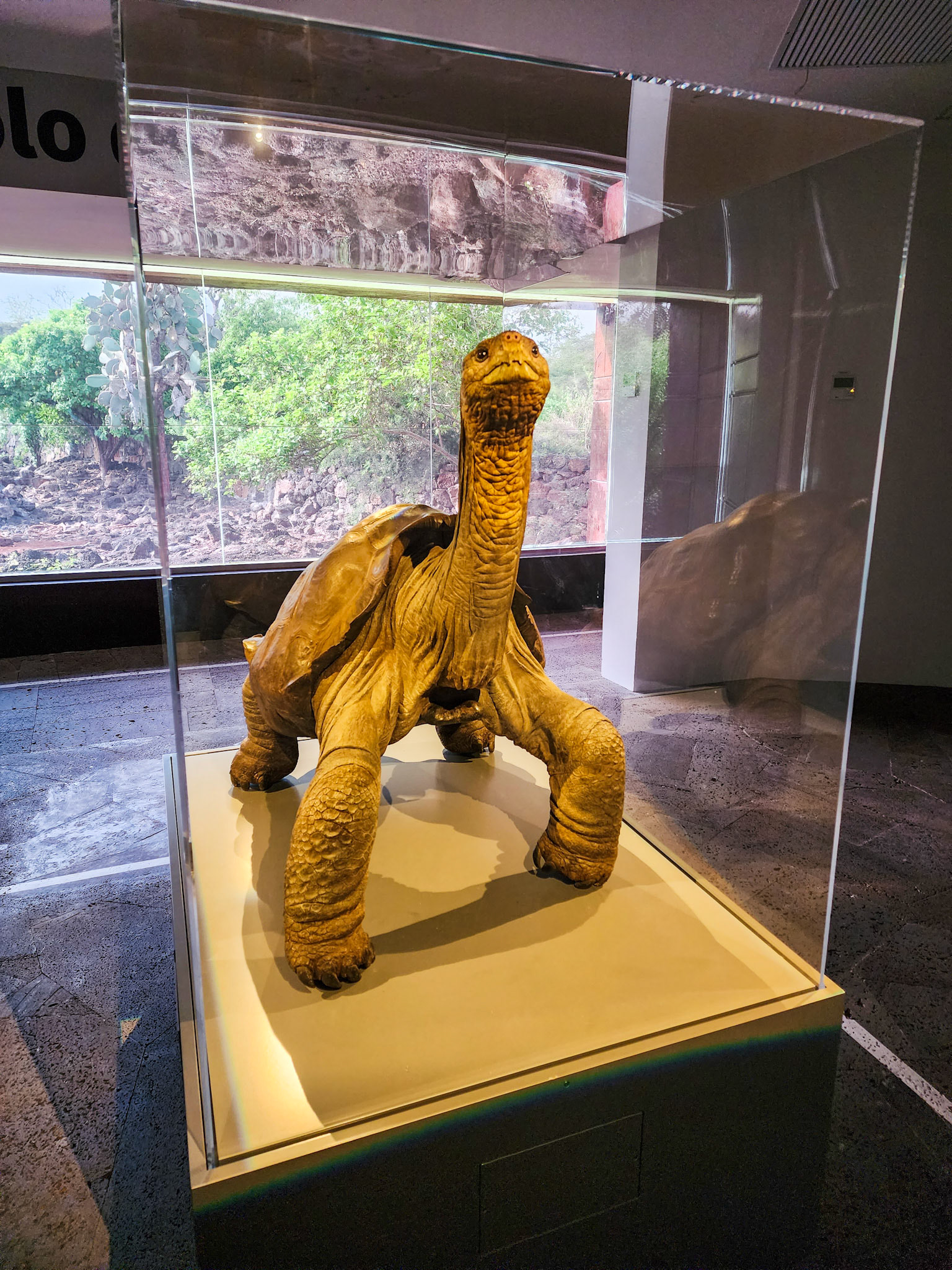 Lonesome George, preserved....