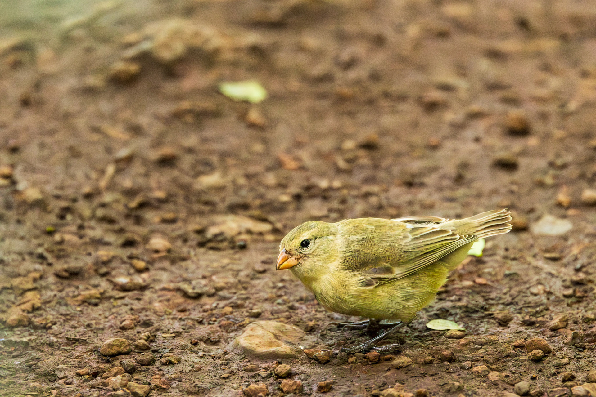 Galapagos Finch (F)