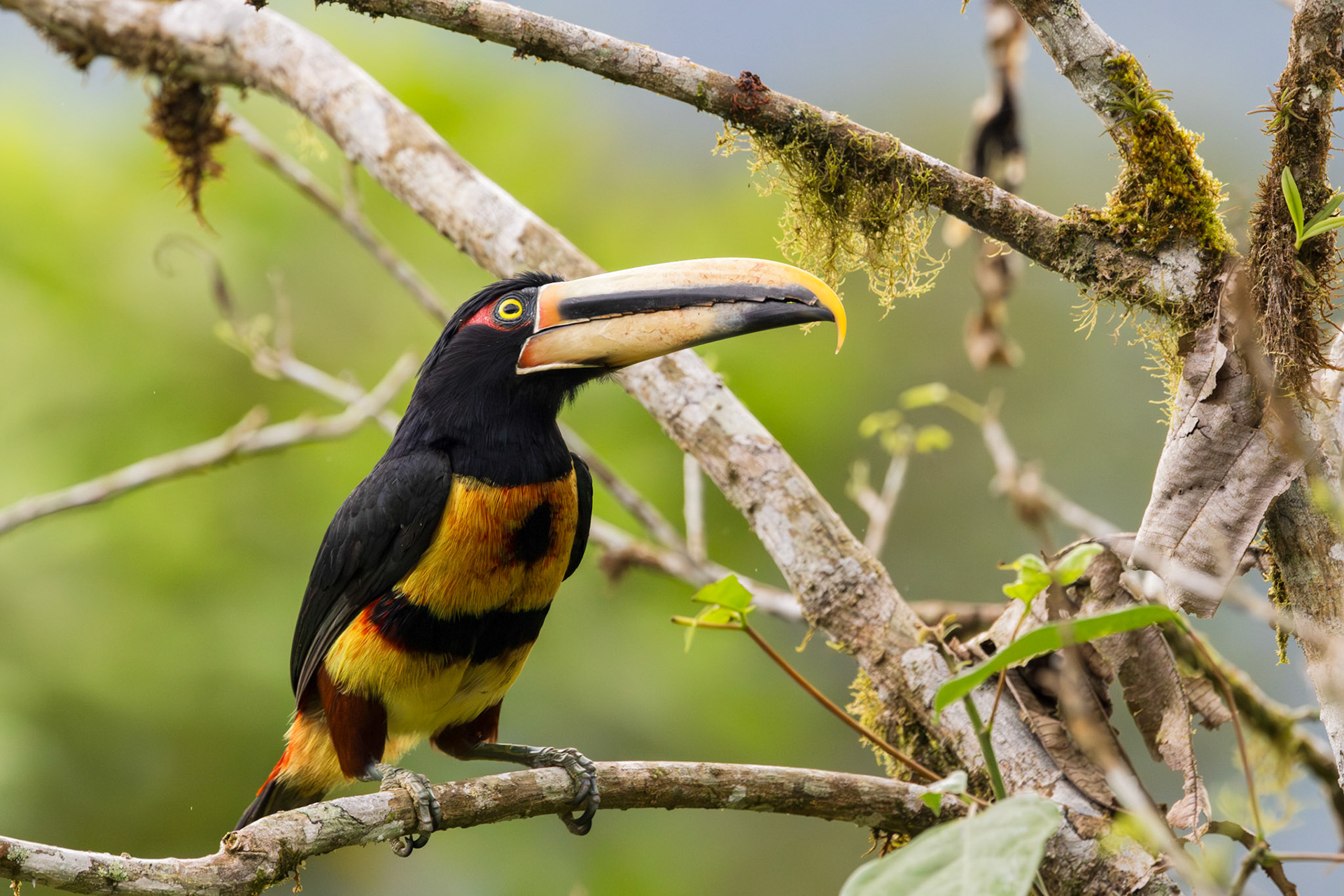 Pale-mandibled Collared Aracari